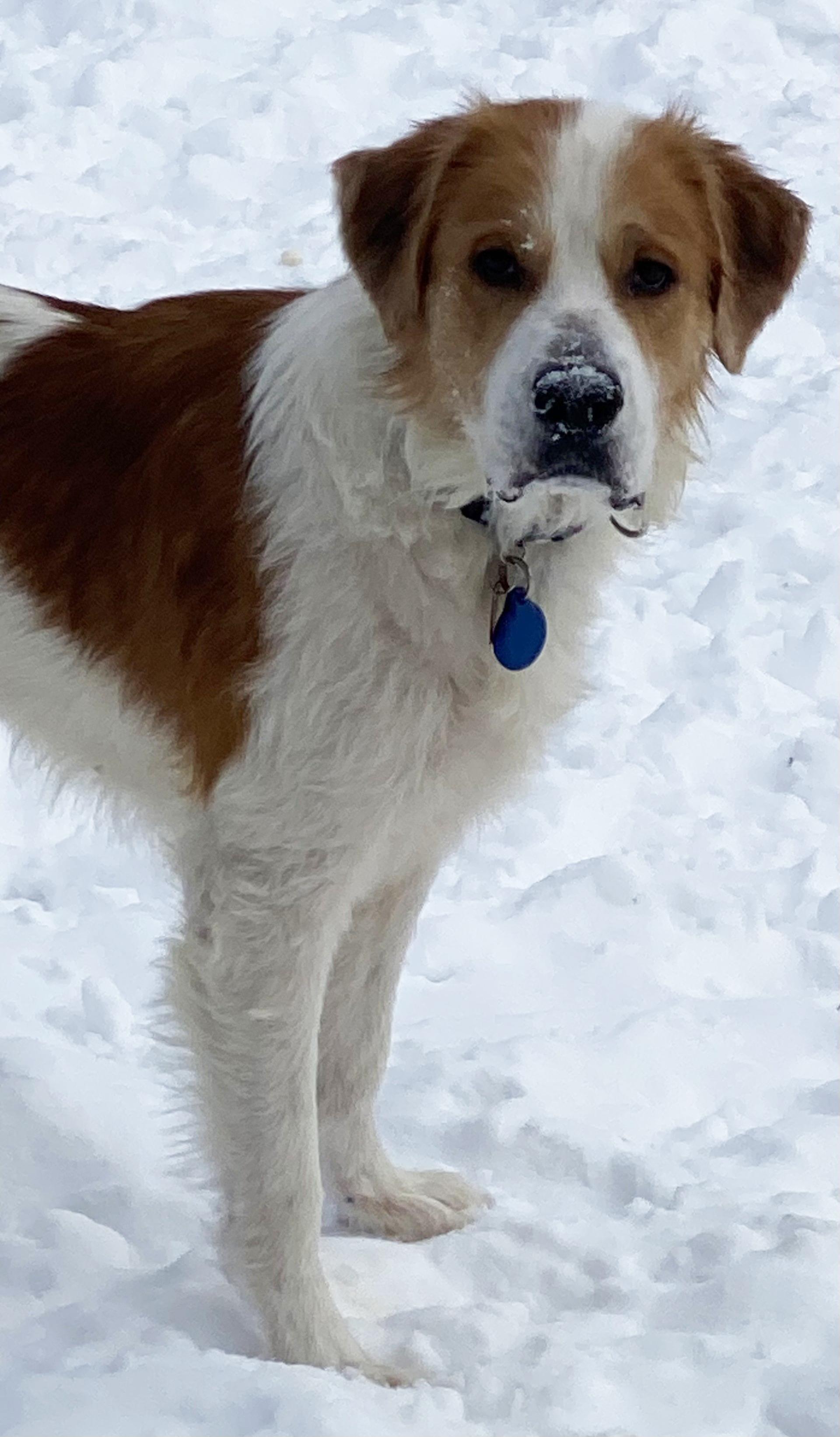 Enlarge Jack, an adopted mixed breed in Pittsburgh, PA image 5/6
