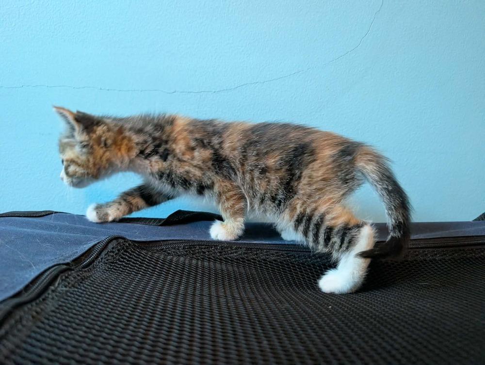 Beach, a Adoptable mixed breed in Poplar Grove, IL image 3/3