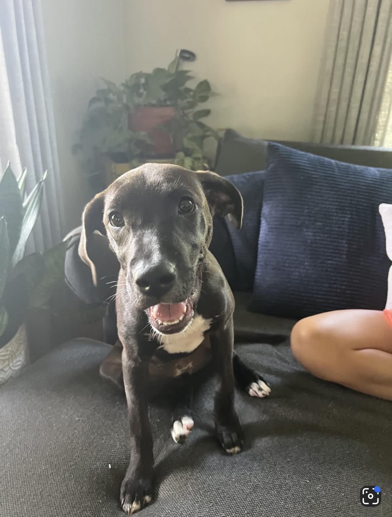 Josie, adoptable, Puppy Female Labrador Retriever.