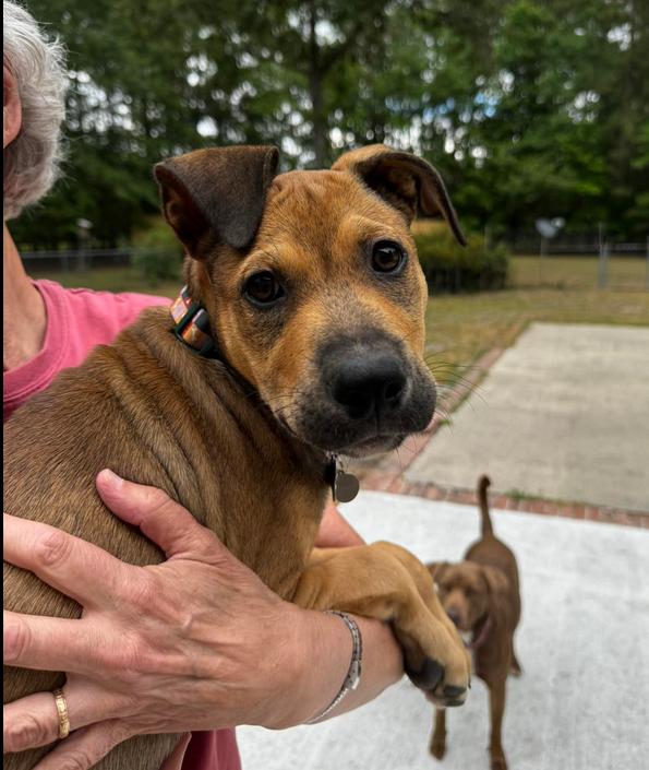 Charlie (FKA August), adoptable, Puppy Male Mixed Breed.