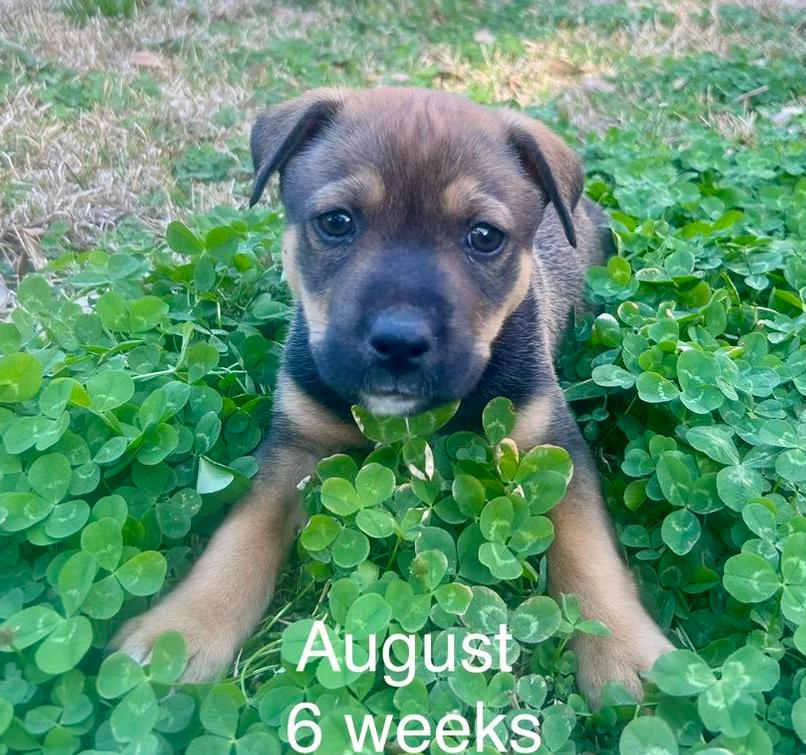 Enlarge August, a ADOPTABLE mixed breed in Eutawville, SC image 1/1