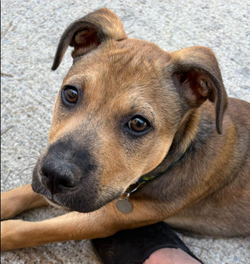 August, adoptable, Puppy Male Mixed Breed.