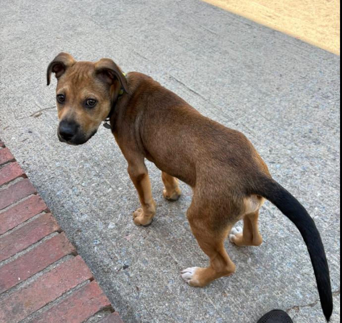 Enlarge Charlie (FKA August), an adoptable mixed breed in Eutawville, SC image 4/5