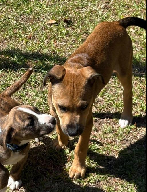 Enlarge Charlie (FKA August), an adoptable mixed breed in Eutawville, SC image 3/5