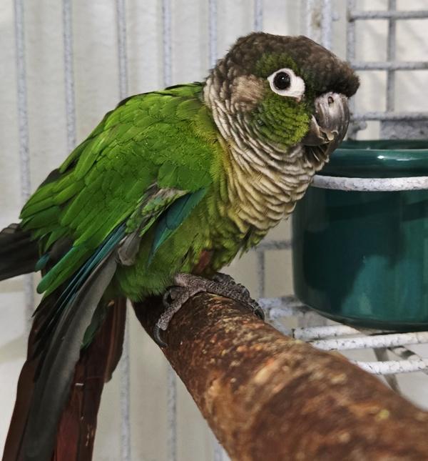 Kit, Adoptable, Senior Male Conure.