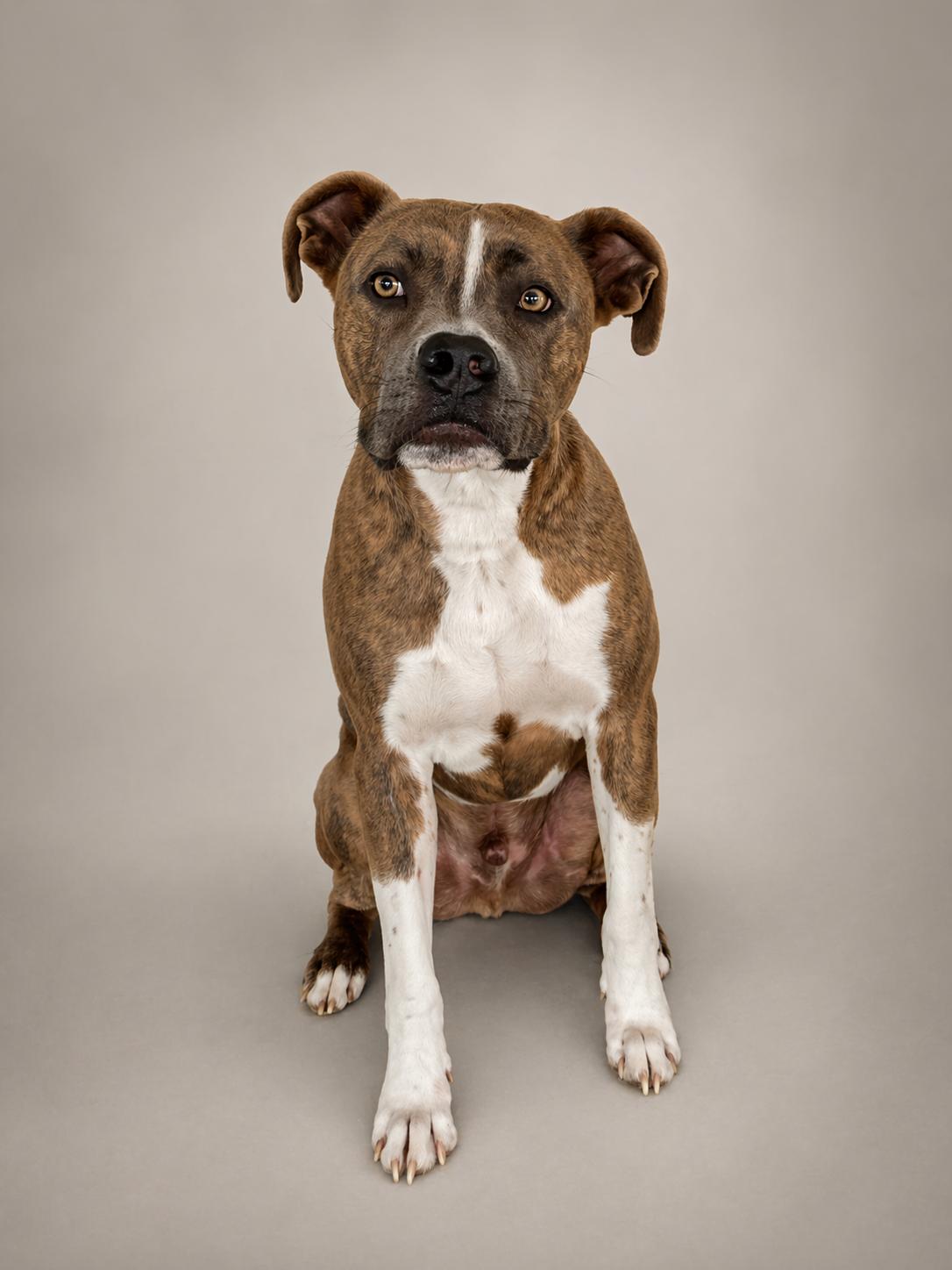 Enlarge Bull, a Adoptable mixed breed in Lincoln, IL image 1/1