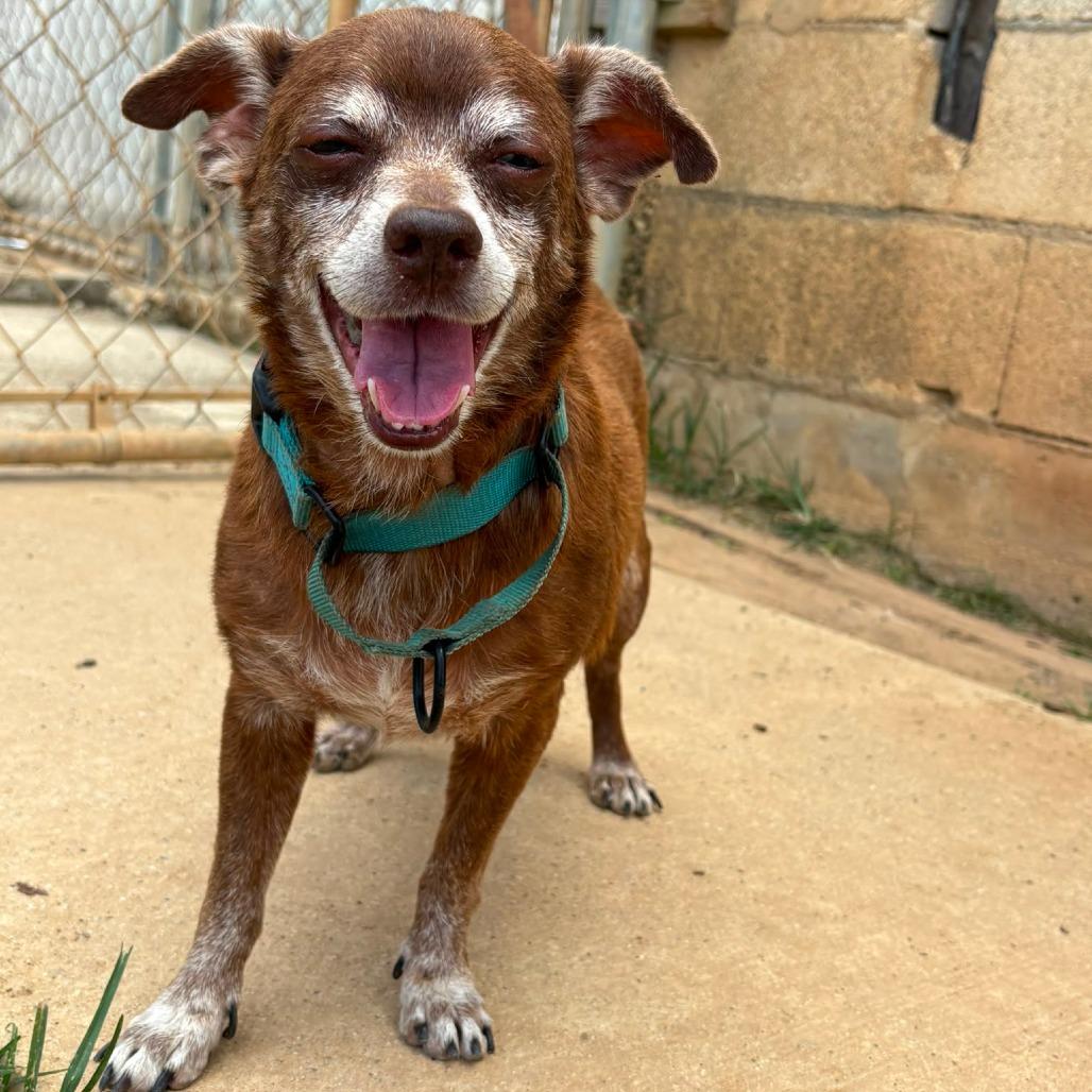 Tate, Adoptable, Senior Male Mixed Breed.