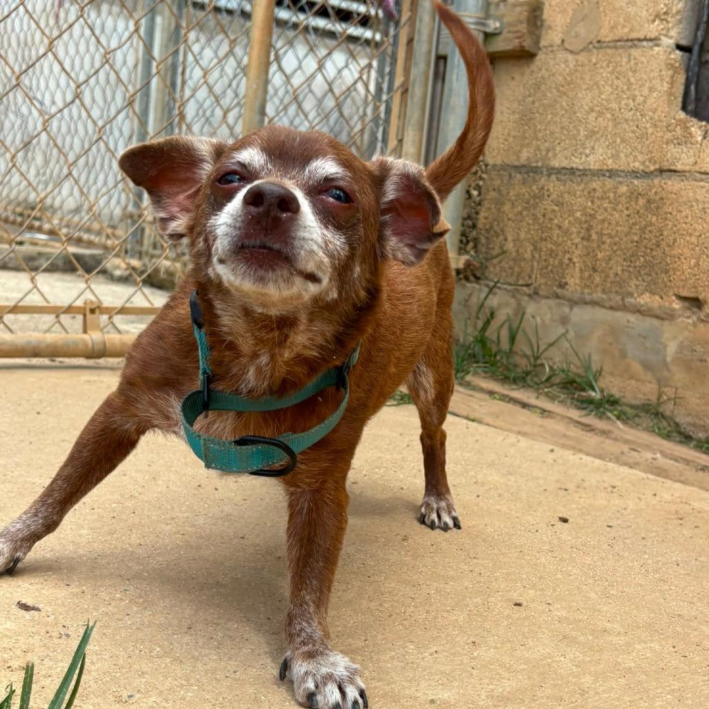 Enlarge Tate, a Adoptable Mixed Breed in Morristown, NJ image 2/2