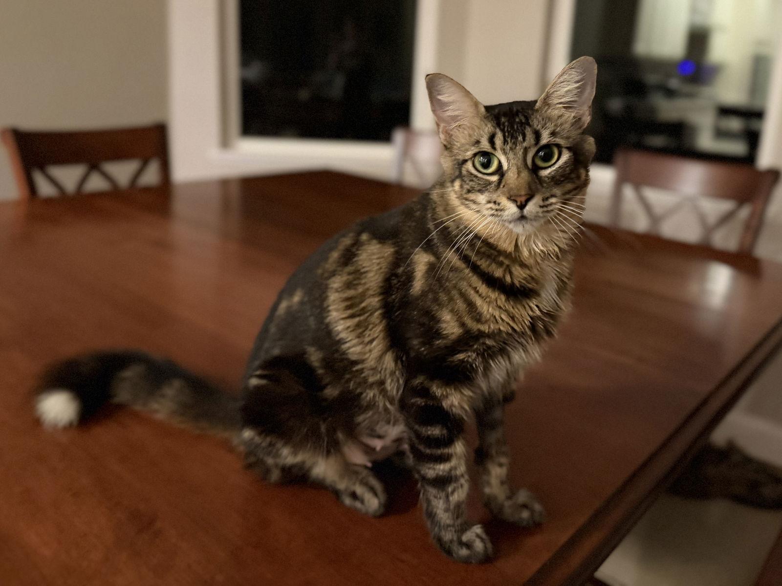 Brie, Adoptable, Adult Female Domestic Short Hair.