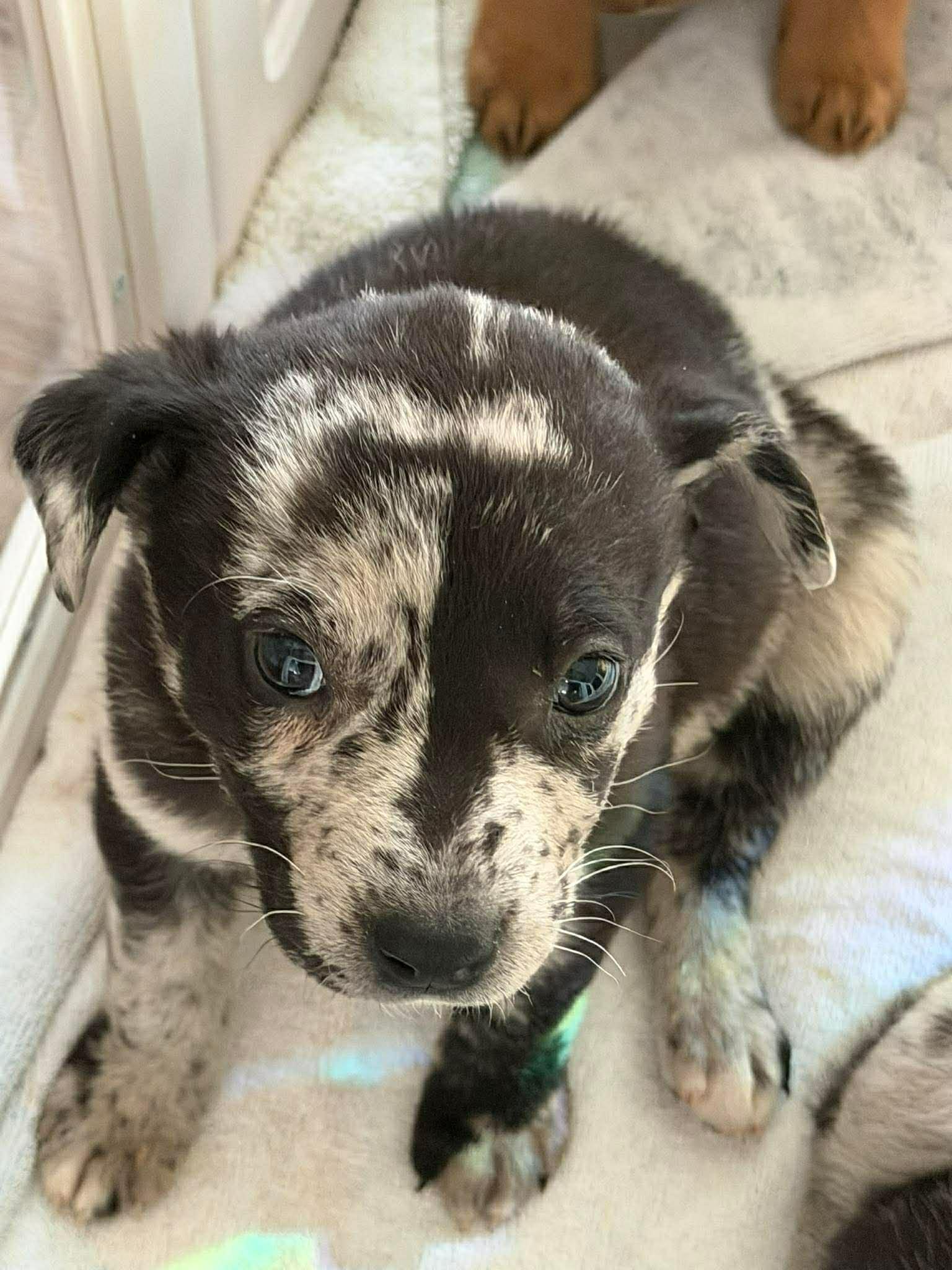 Enlarge Grace O'Malley, an adopted mixed breed in Aberdeen, NC image 2/2