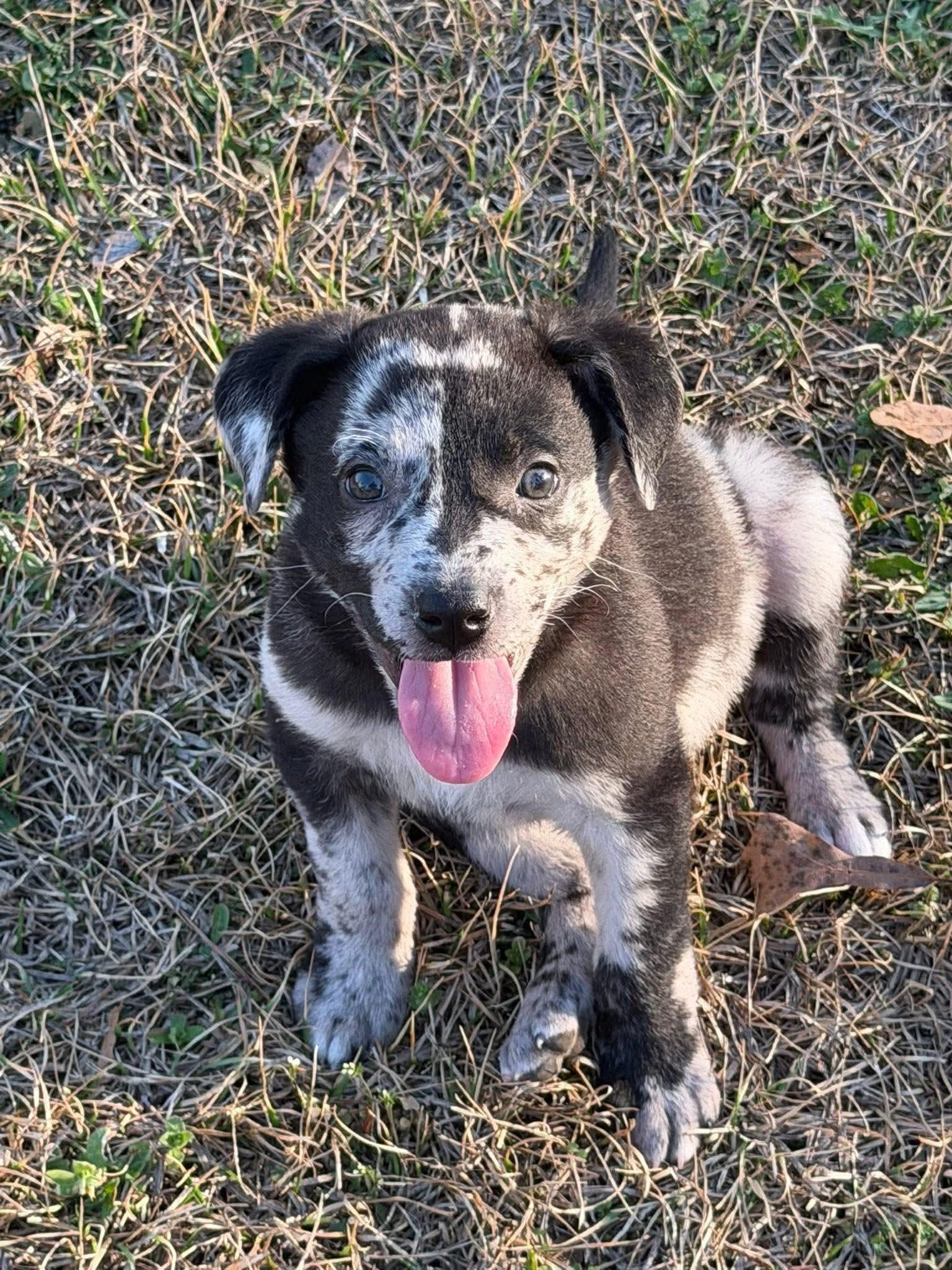 Enlarge Grace O'Malley, an adopted mixed breed in Aberdeen, NC image 1/2