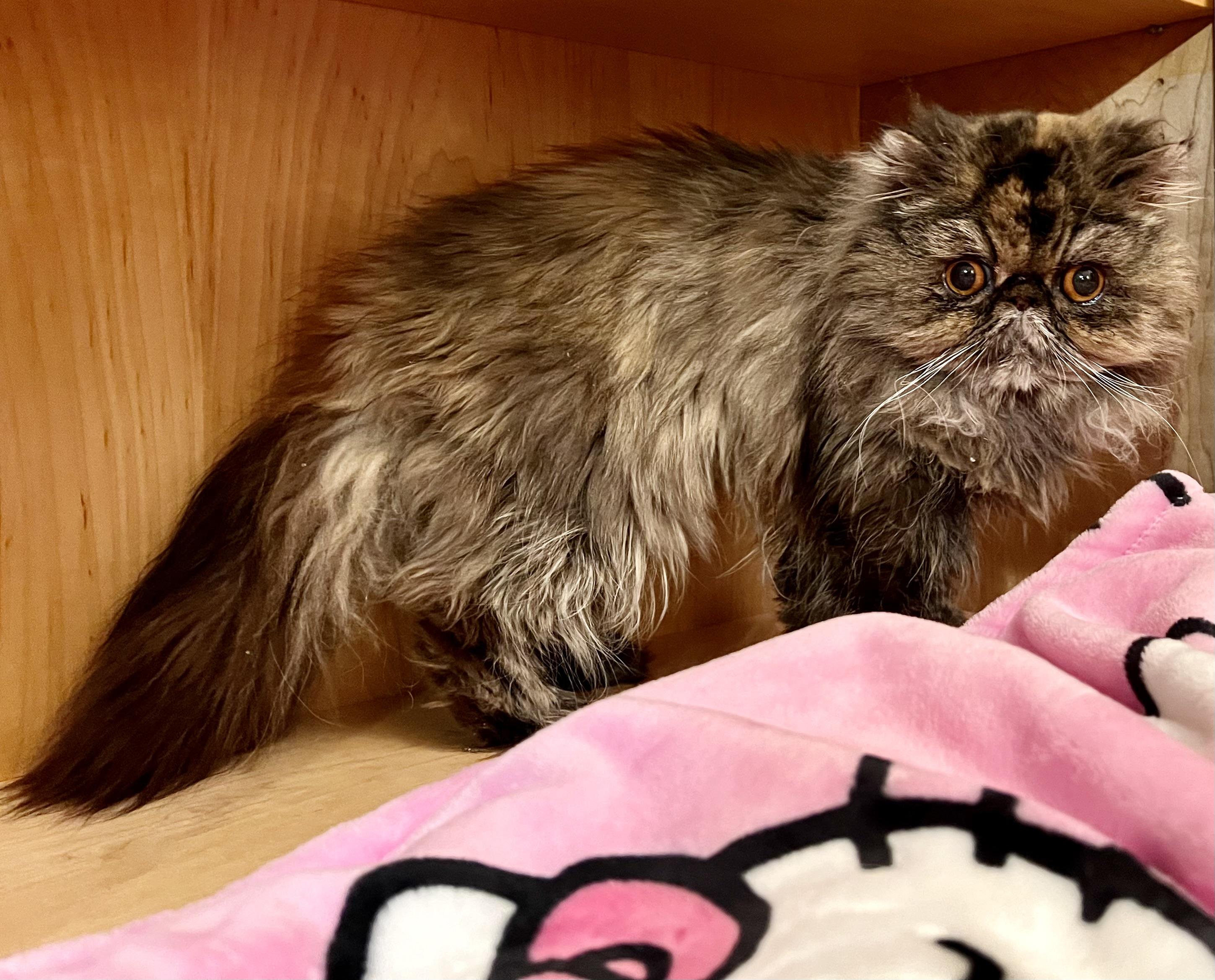Enlarge Evie, a Adoptable Persian in valparaiso, IN image 5/5