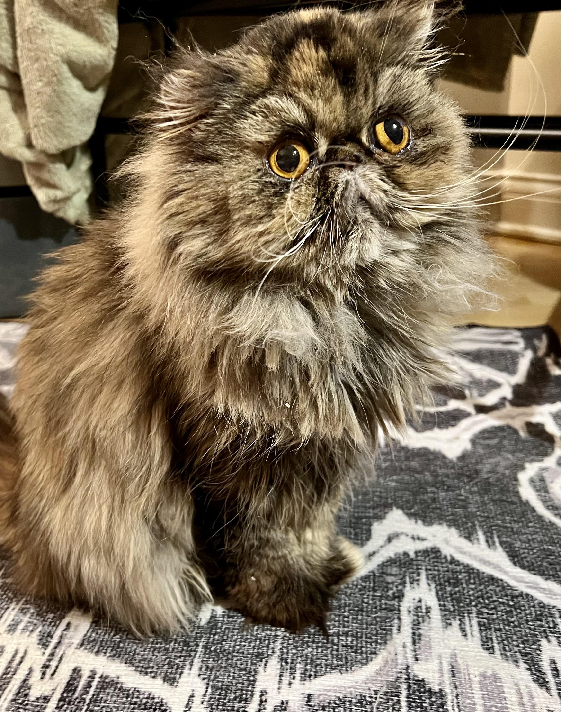 Evie, adopted, Adult Female Persian.