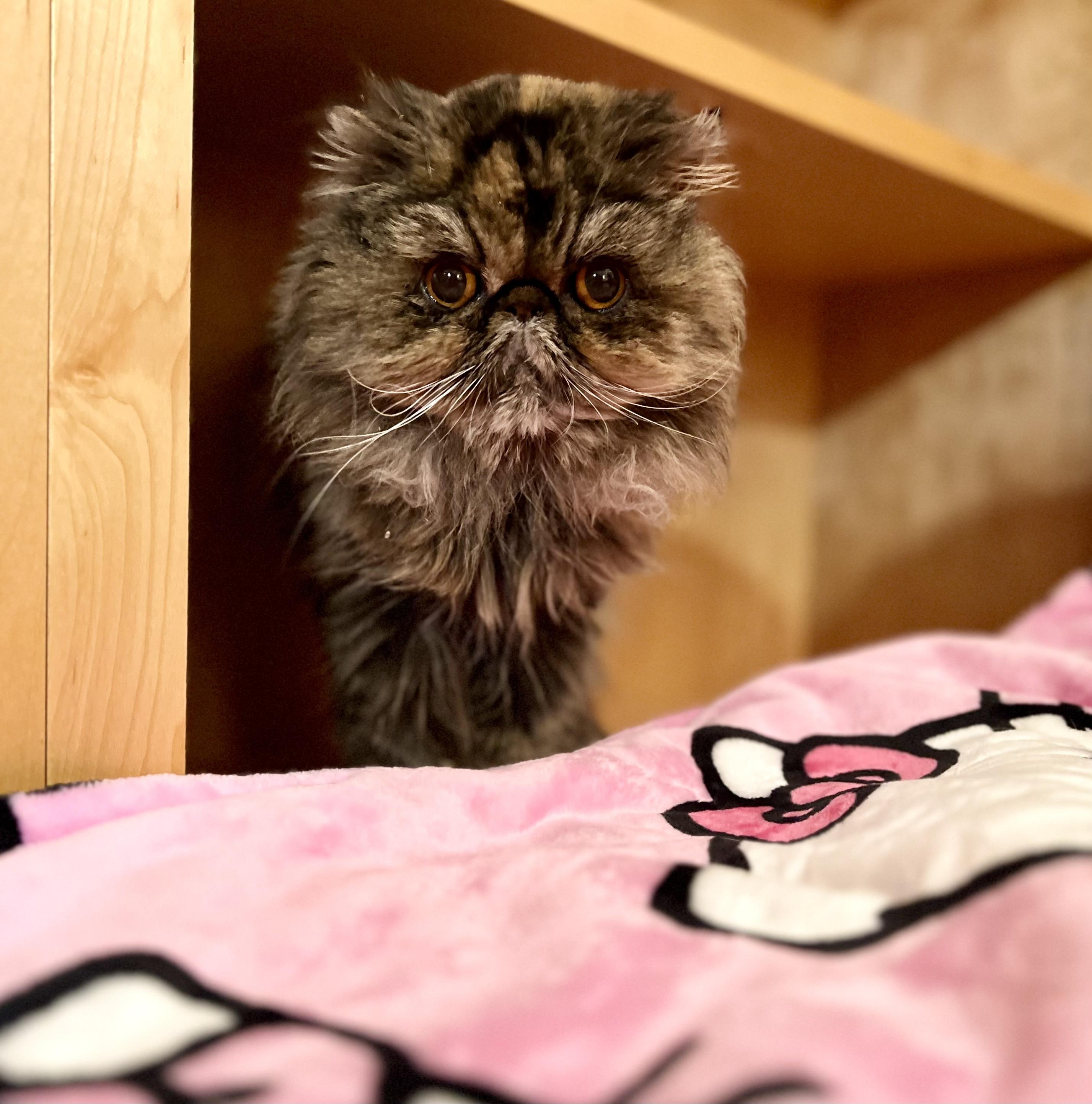 Enlarge Evie, a Adoptable Persian in valparaiso, IN image 1/5