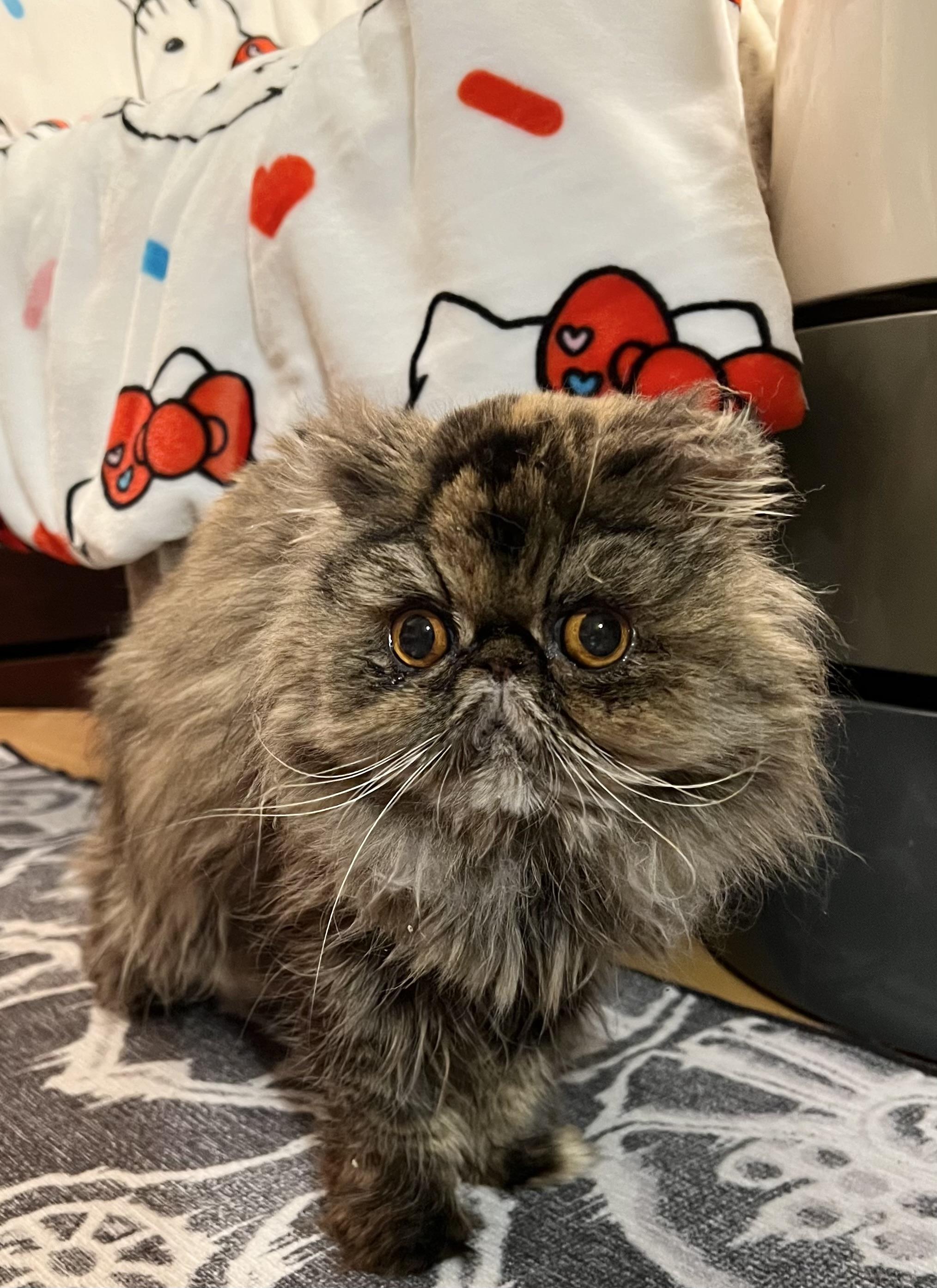 Enlarge Evie, a Adoptable Persian in valparaiso, IN image 3/5