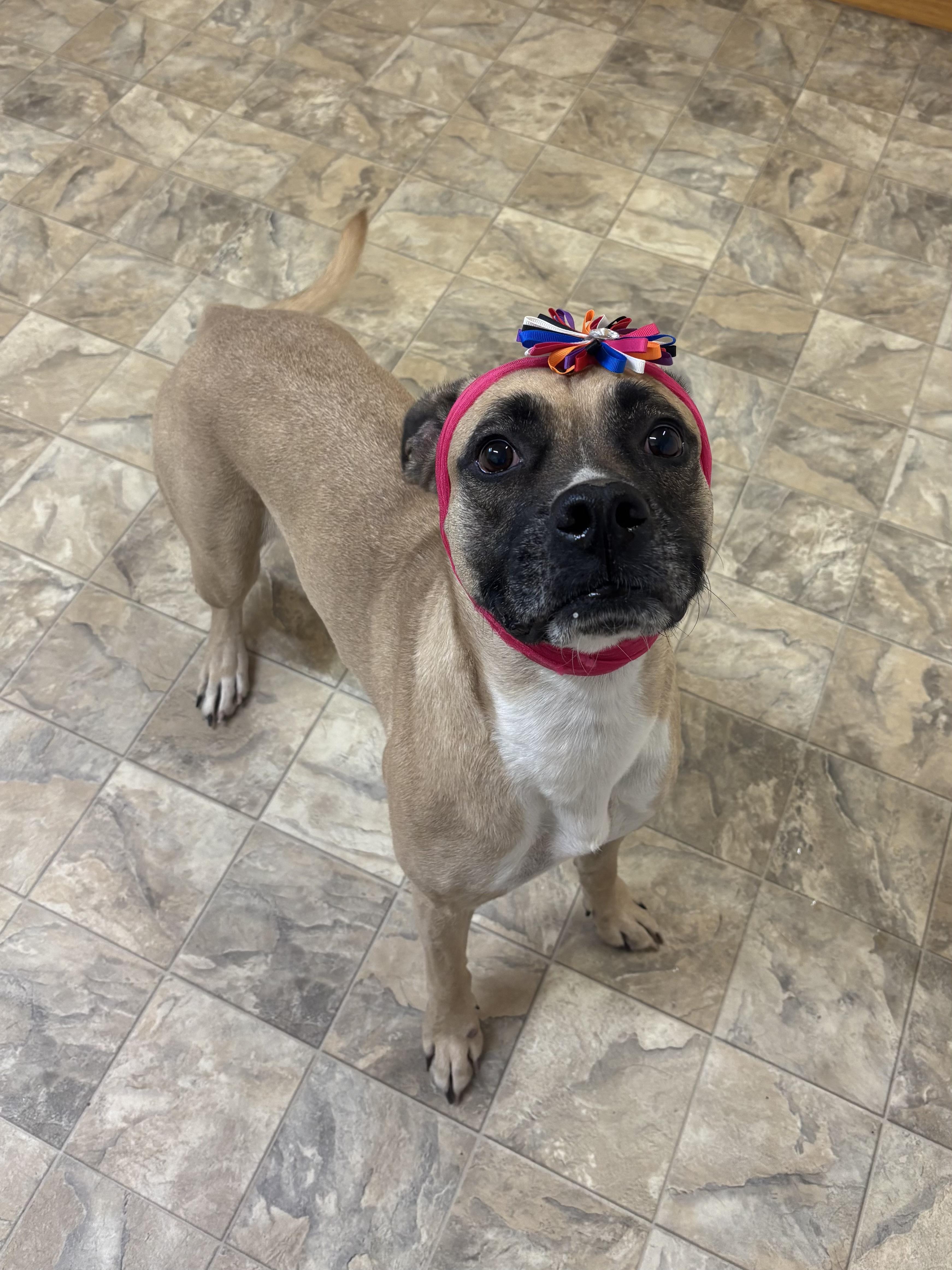 Beauty, Adoptable, Adult Female Labrador Retriever.