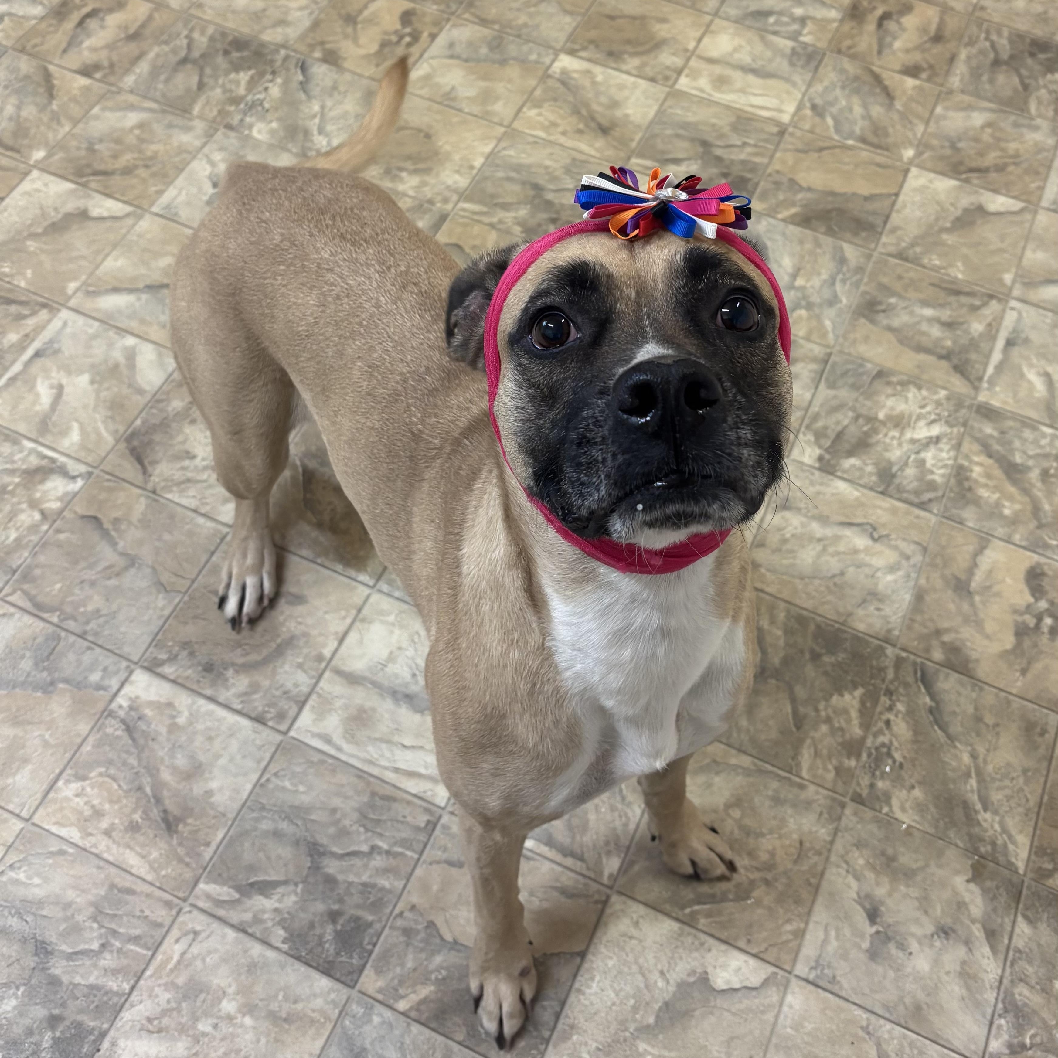 Enlarge Beauty, a Adoptable mixed breed in Pilot Point, TX image 1/2