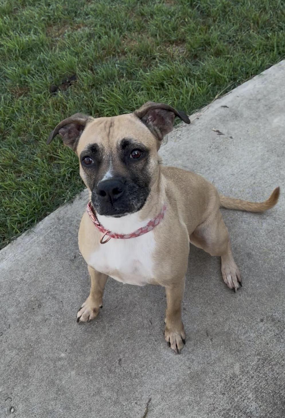 Beauty, Adoptable, Adult Female Boxer.