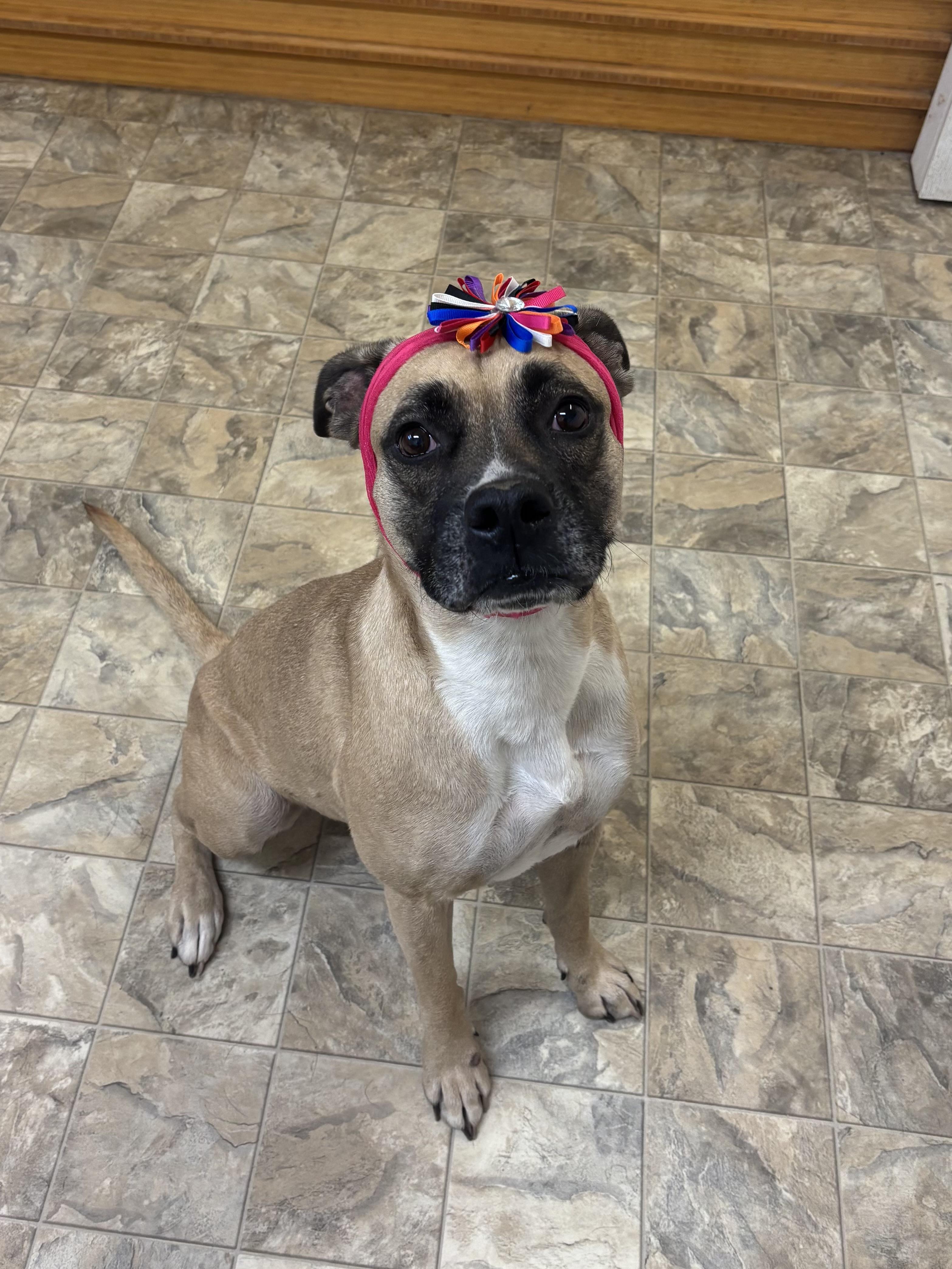 Beauty, a Adoptable mixed breed in Pilot Point, TX image 2/2