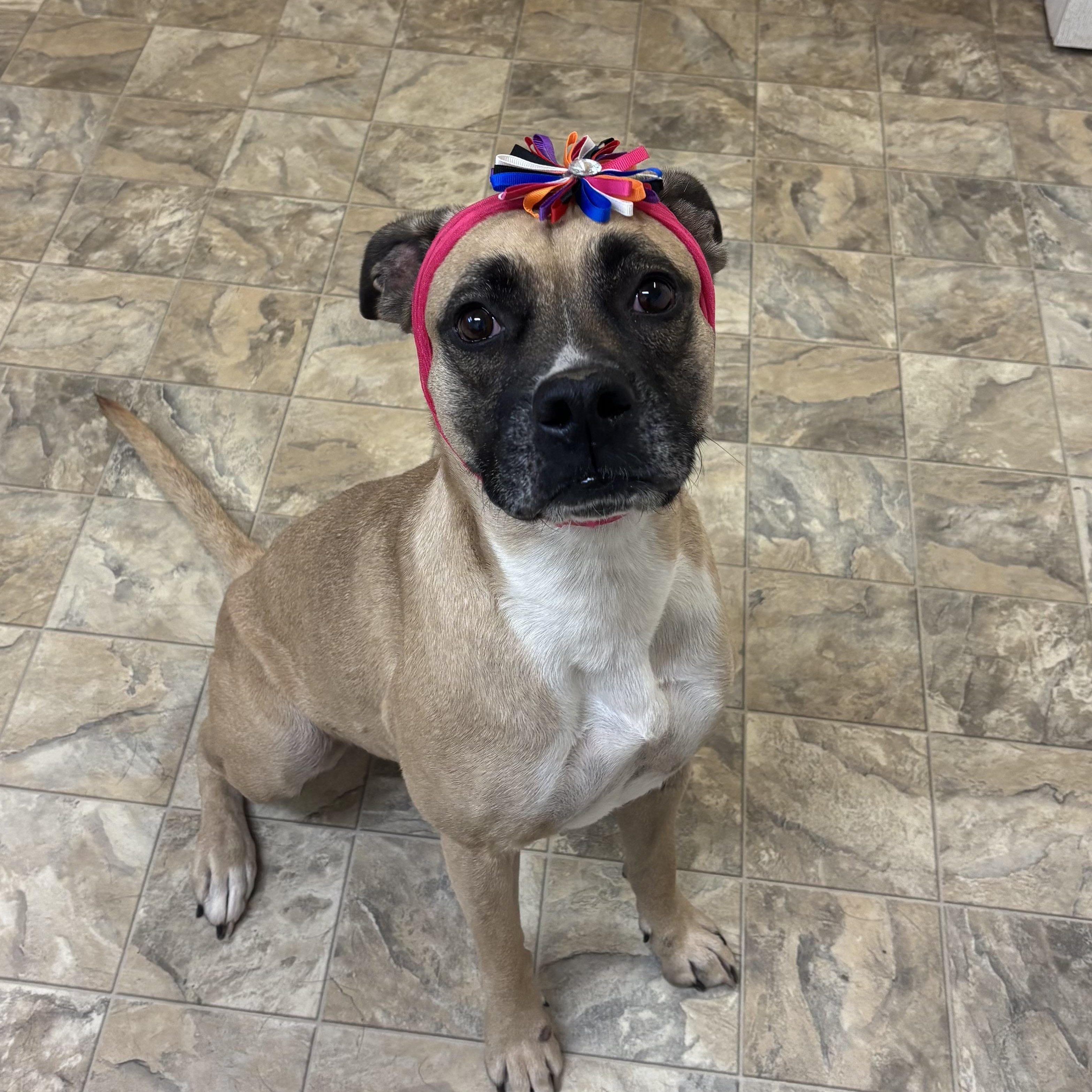 Enlarge Beauty, a Adoptable mixed breed in Pilot Point, TX image 2/2