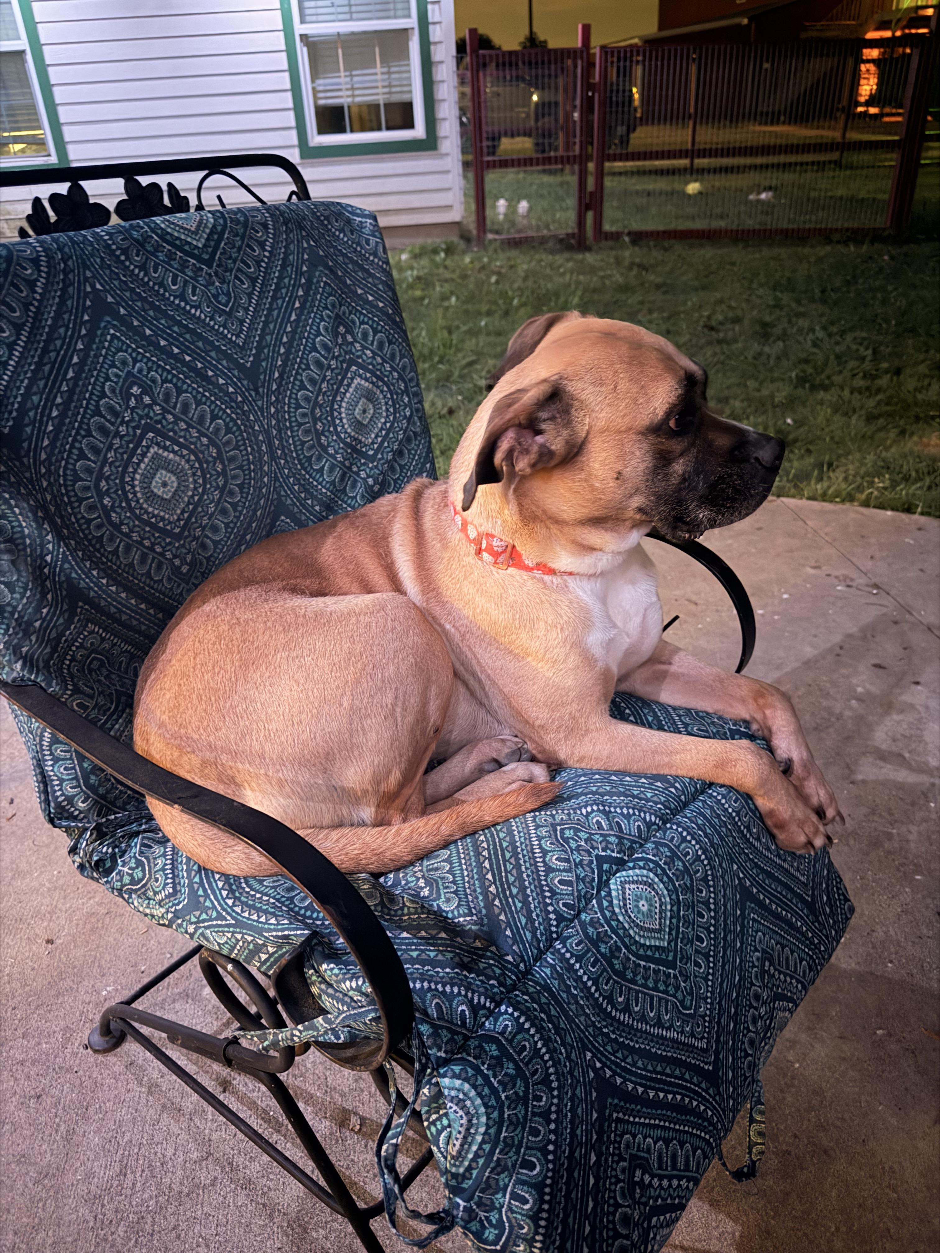 Enlarge Beauty, a Adoptable mixed breed in Pilot Point, TX image 4/4