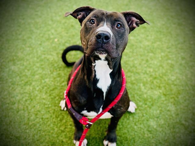 GUCCI — thumbnail 2