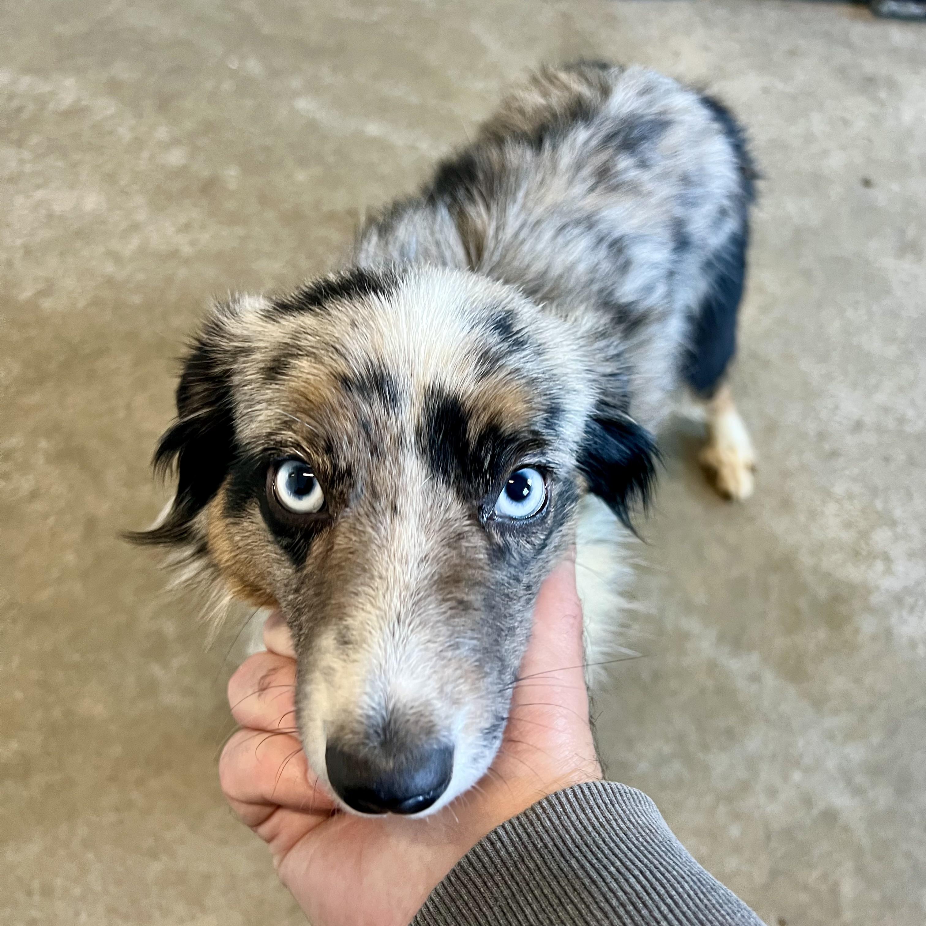 June, adopted, Adult Female Australian Shepherd.