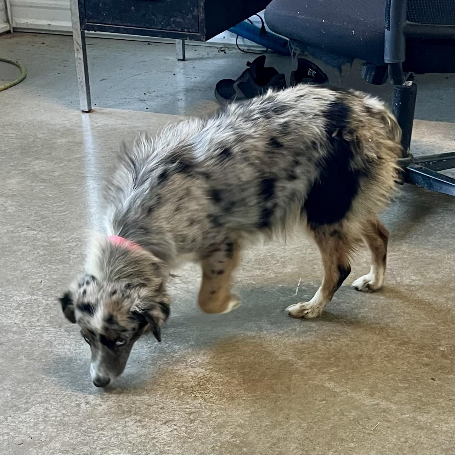 June, an adopted Australian Shepherd in Albany, MO image 2/6