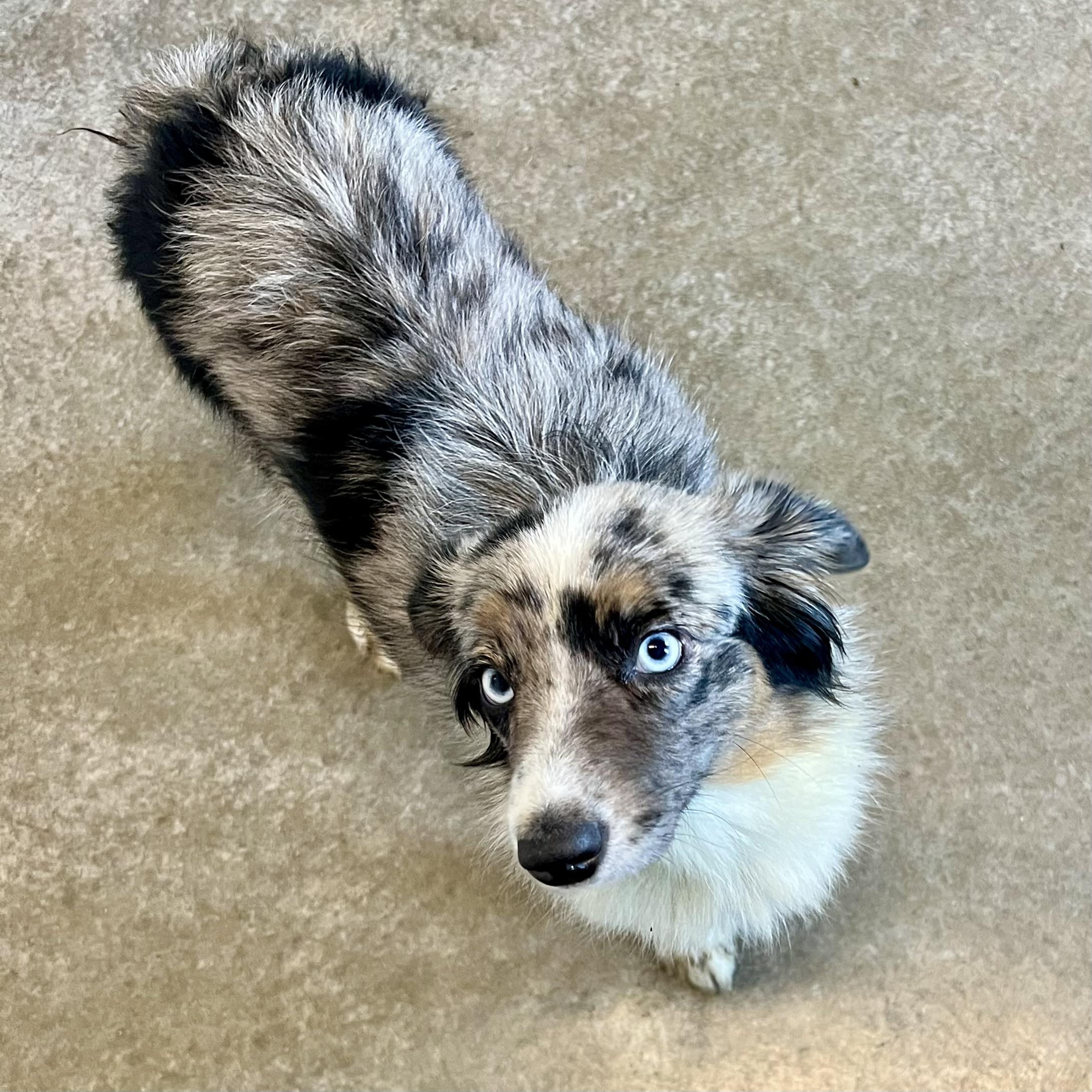 June, an adopted Australian Shepherd in Albany, MO image 3/6