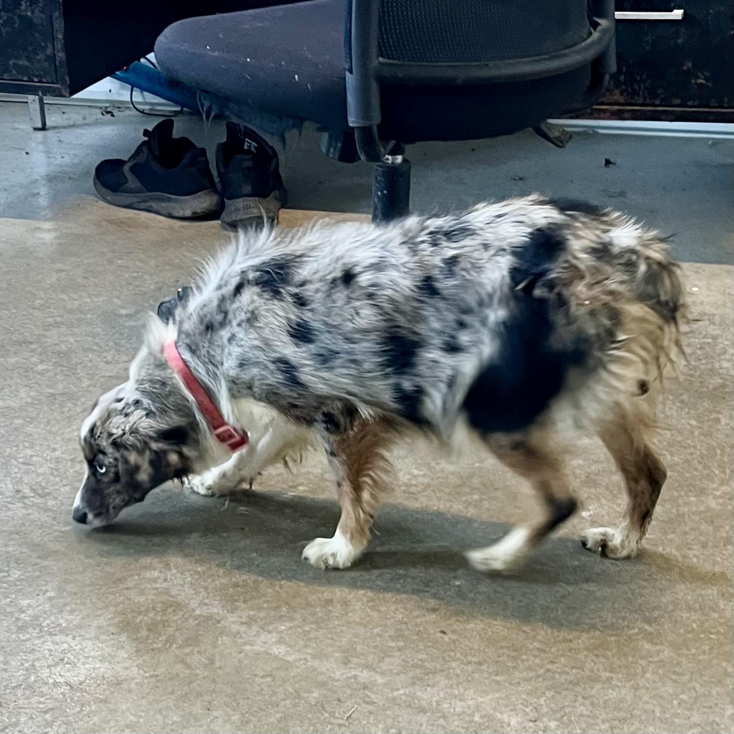 June, an adopted Australian Shepherd in Albany, MO image 4/6