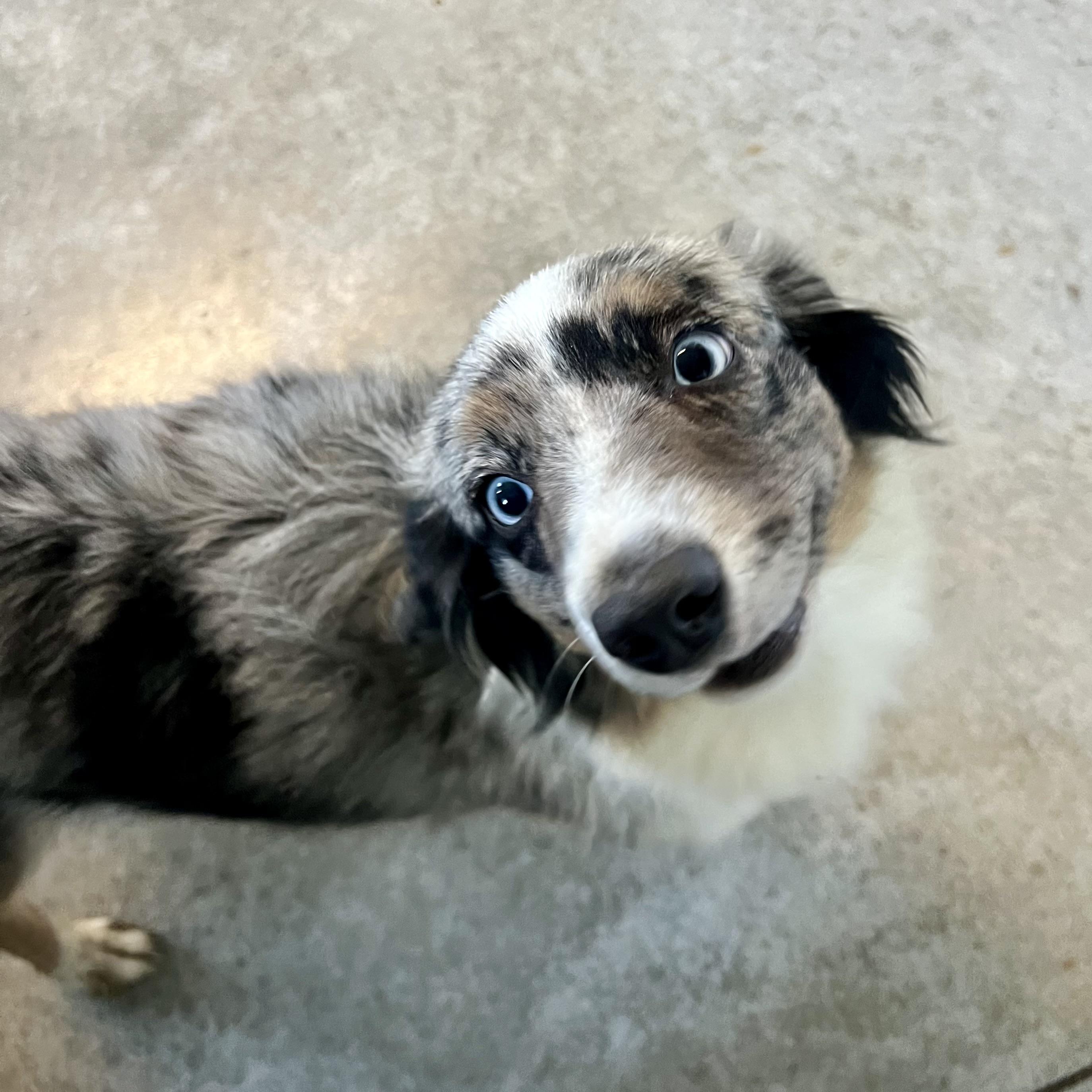 June, an adopted Australian Shepherd in Albany, MO image 5/6