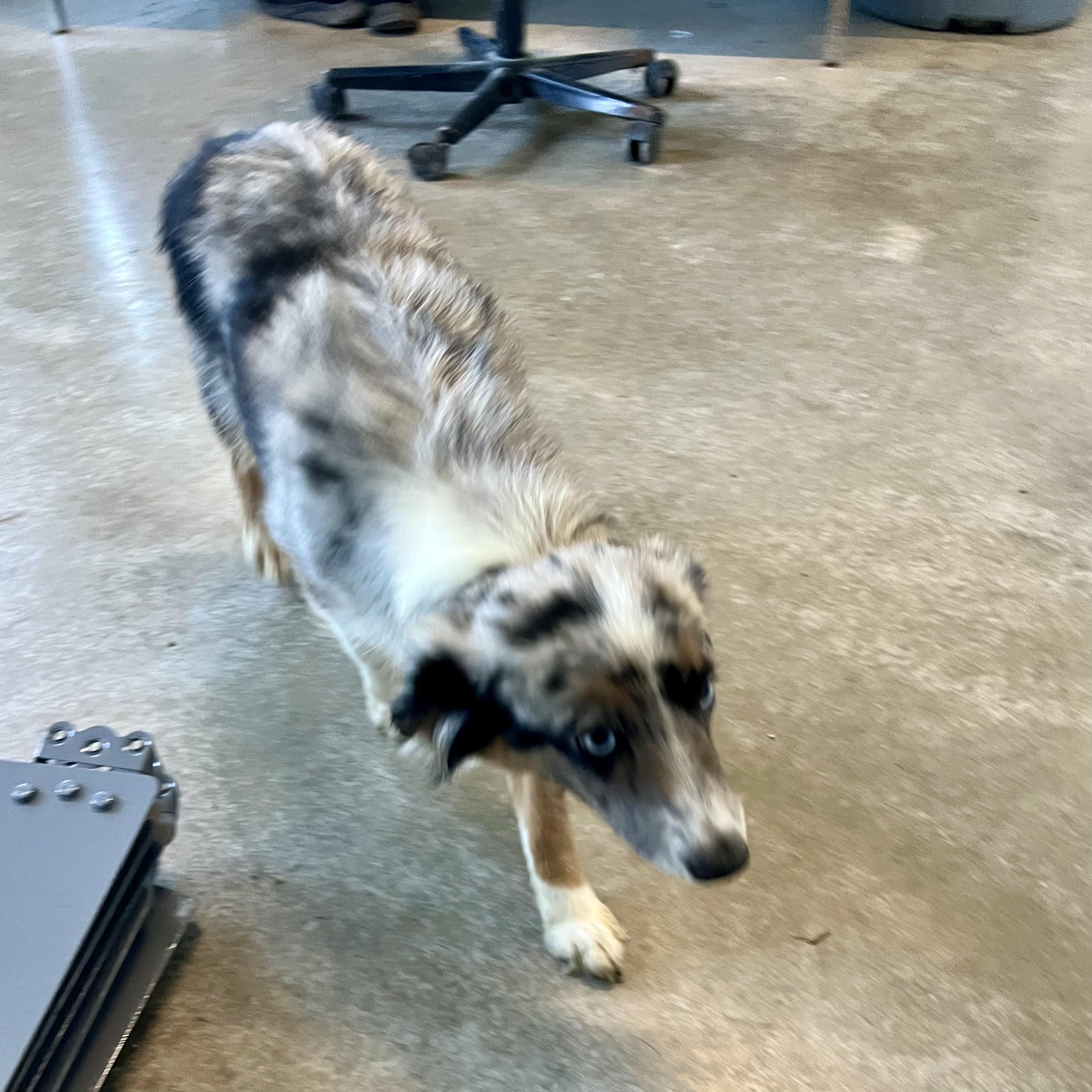 June, an adopted Australian Shepherd in Albany, MO image 6/6