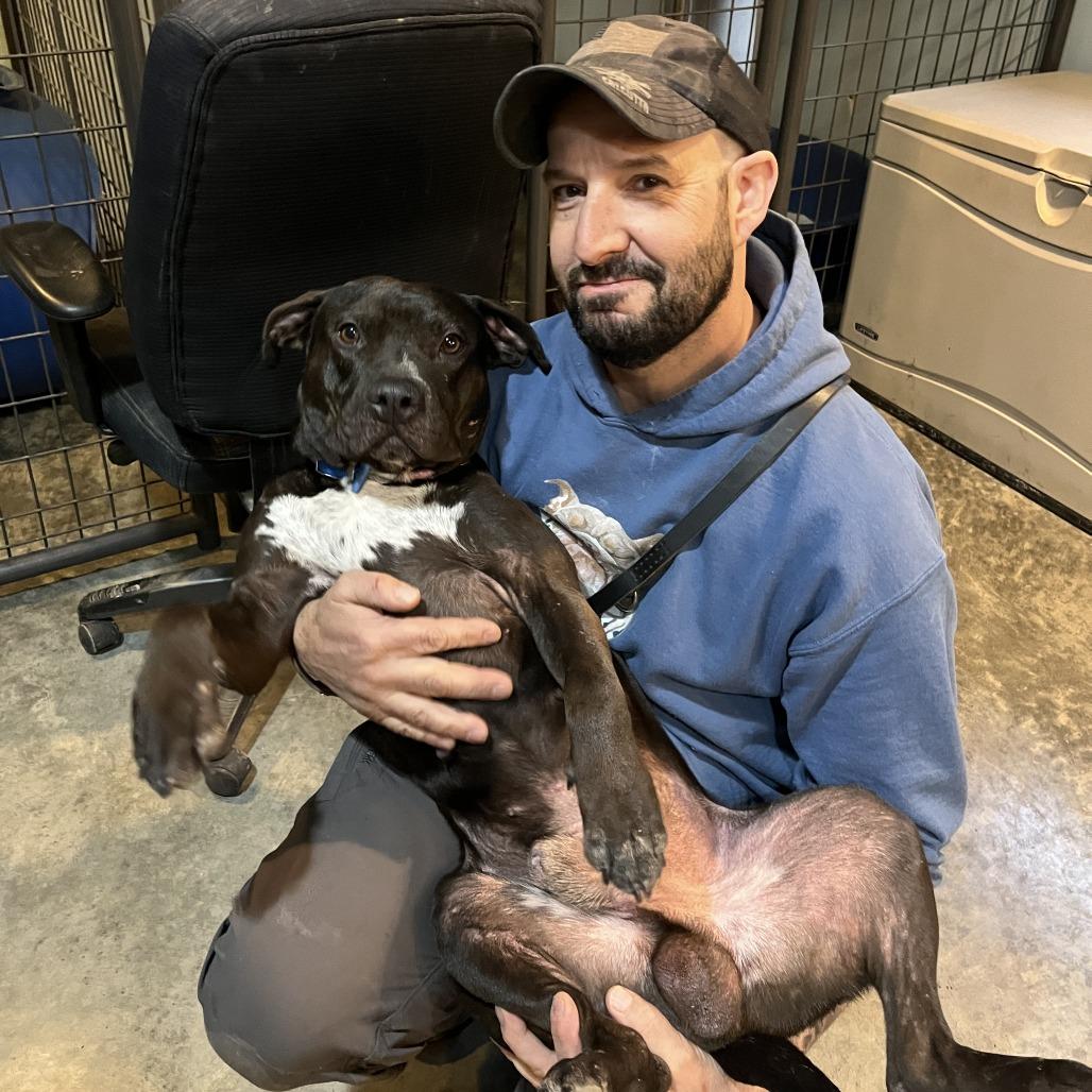 Nemo, Adoptable, Adult Male Mixed Breed.