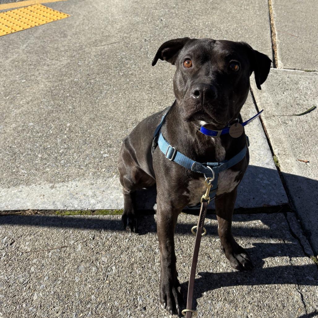 Enlarge Nemo, a Adoptable Mixed Breed in Bangall, NY image 2/5