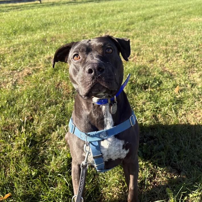 Enlarge Nemo, a Adoptable Mixed Breed in Bangall, NY image 4/5