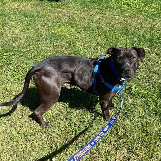 Enlarge Nemo, a Adoptable Mixed Breed in Bangall, NY image 5/5