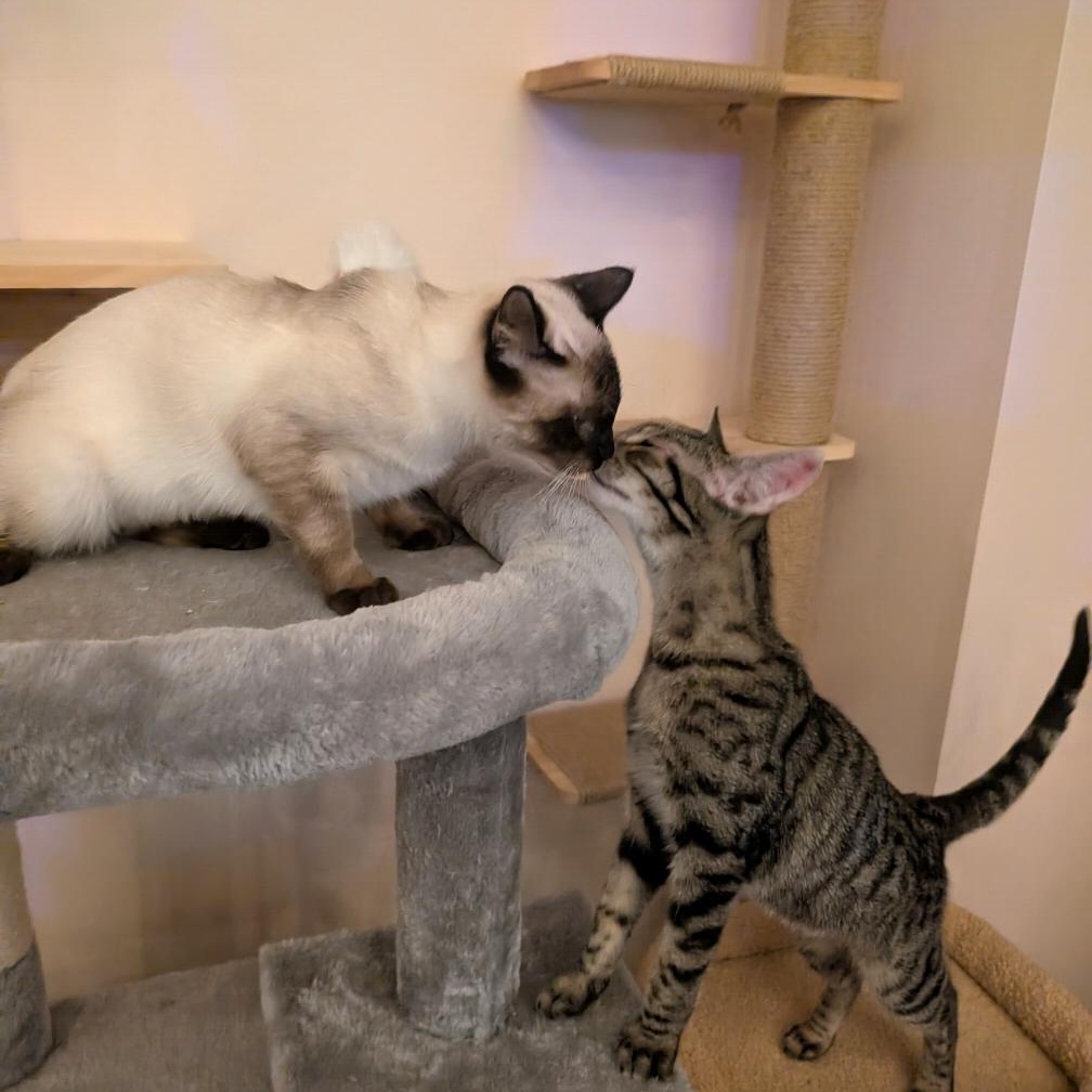 Enlarge Glinda & Gidget - bonded sister kittens, an adopted mixed breed in San Francisco, CA image 3/4