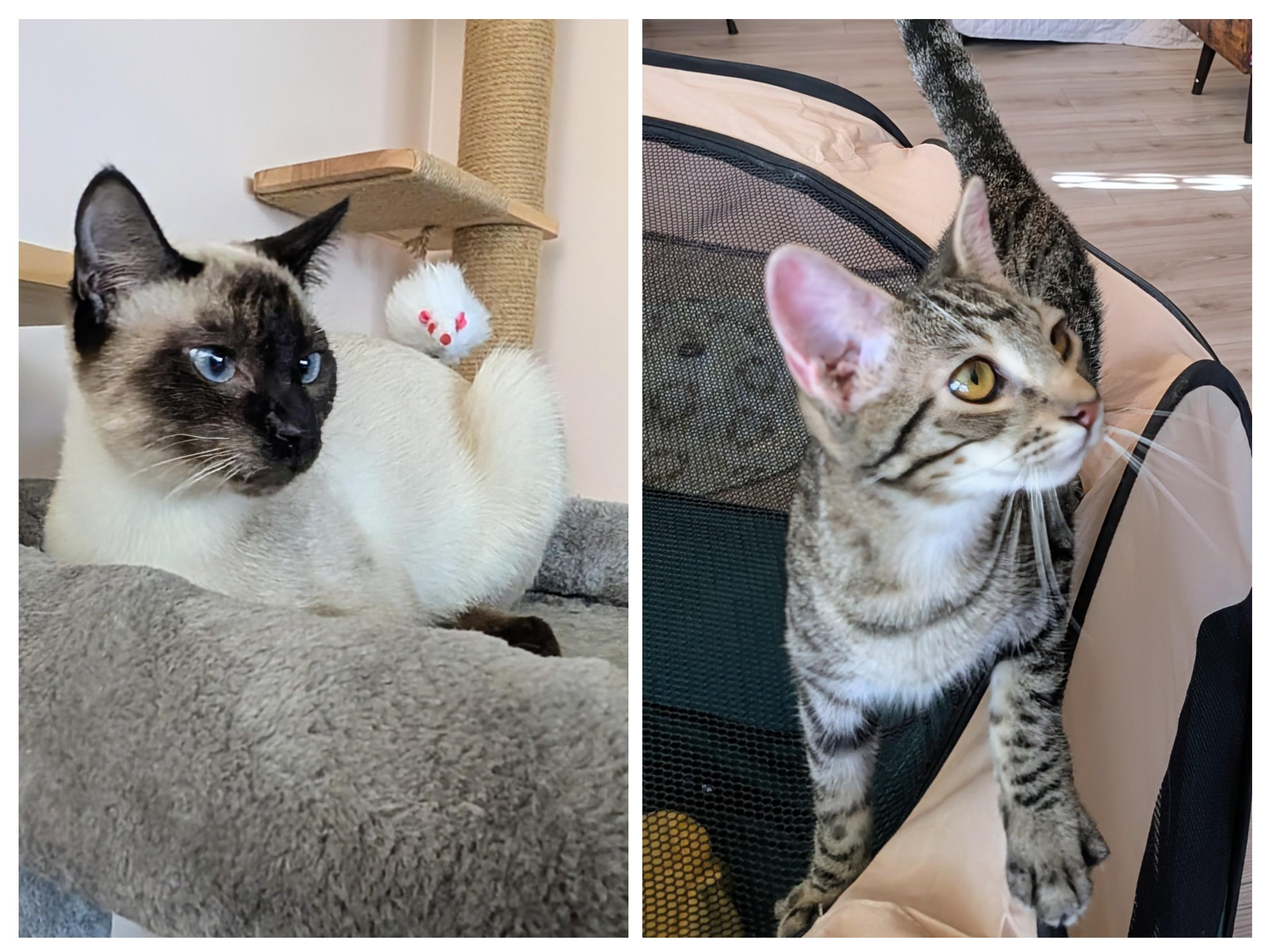 Glinda & Gidget - bonded sister kittens, ADOPTABLE, Kitten Female Siamese & Tabby.