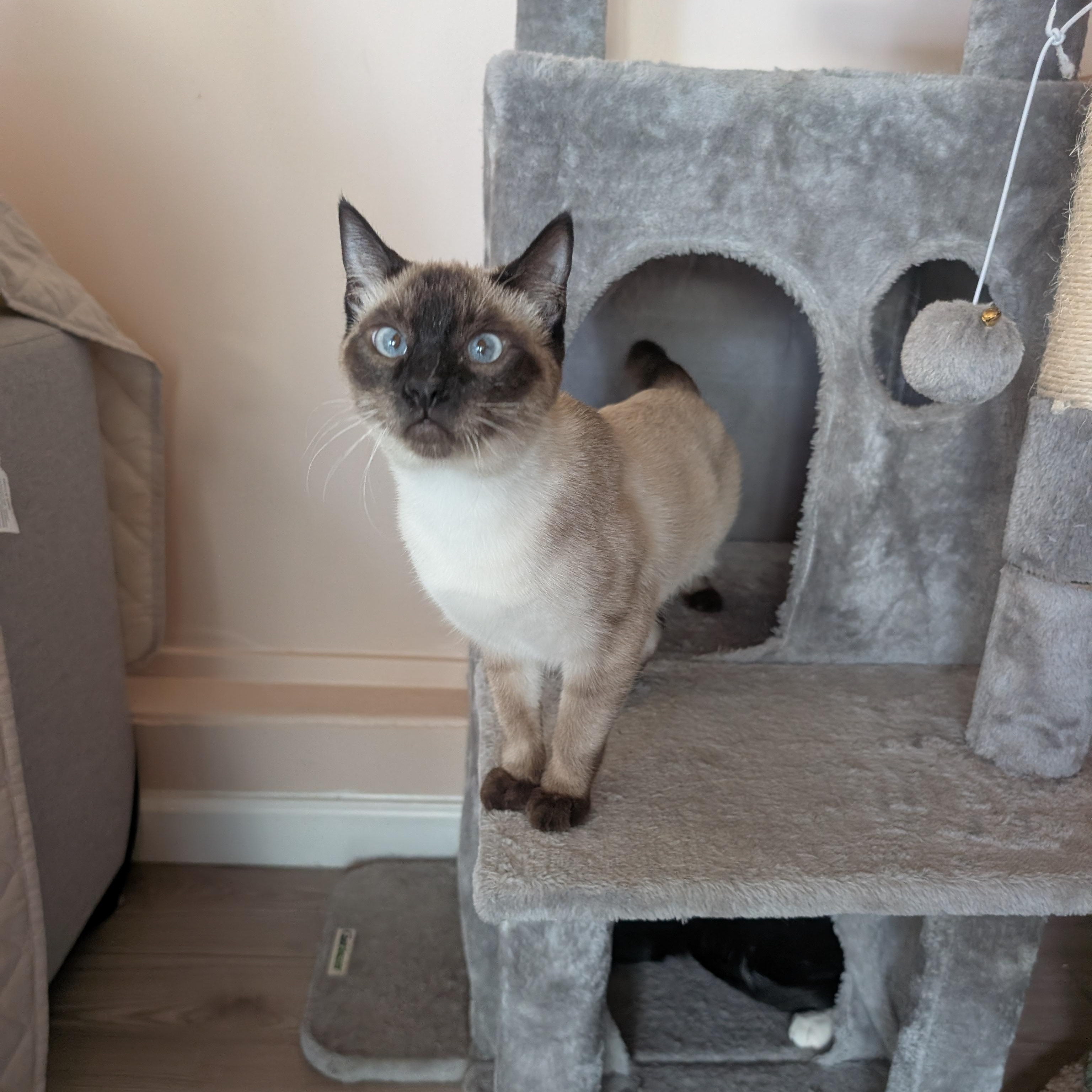 Enlarge Glinda & Gidget - bonded sister kittens, an adopted mixed breed in San Francisco, CA image 2/4