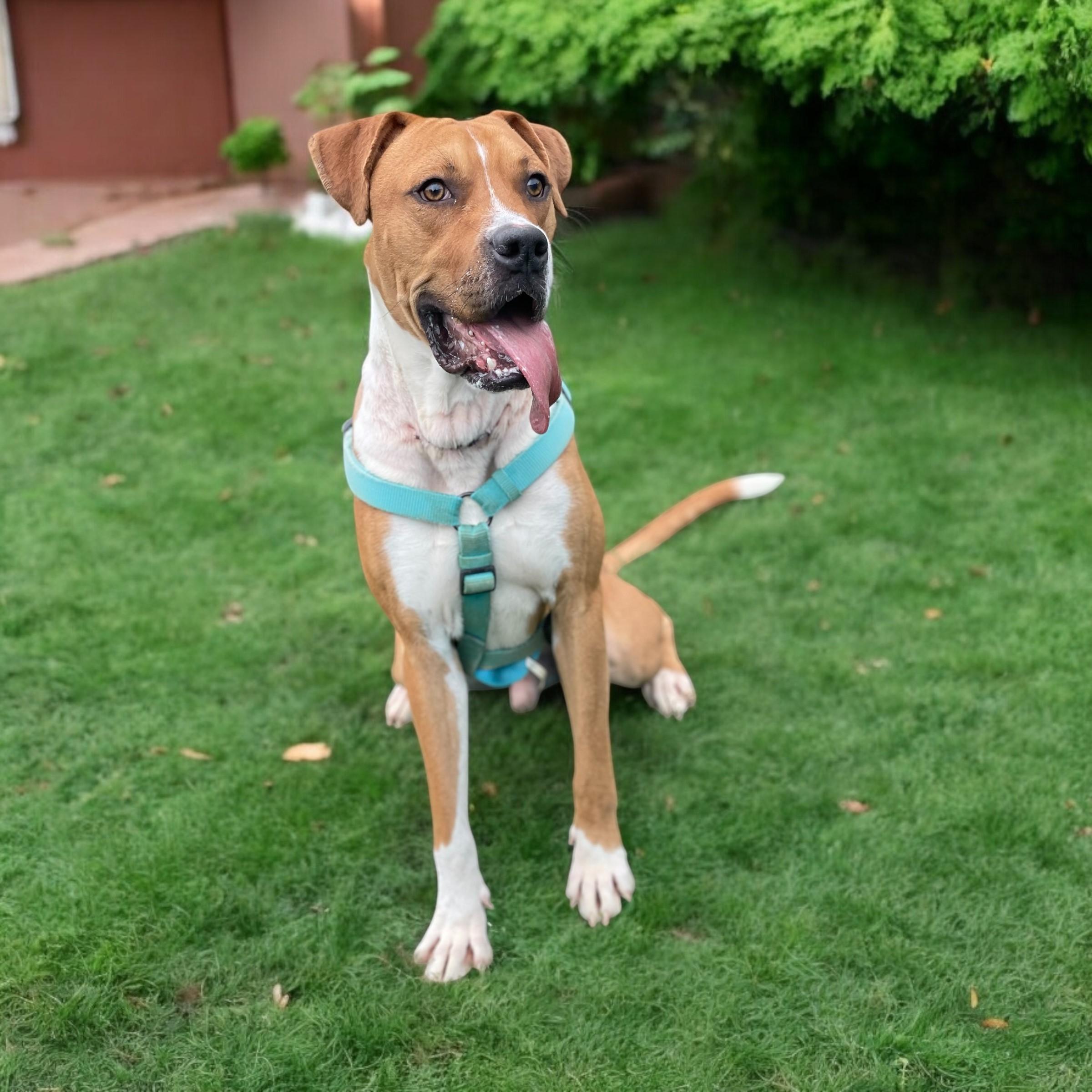 Enlarge T-Bone, a Adoptable mixed breed in Max Meadows, VA image 3/3