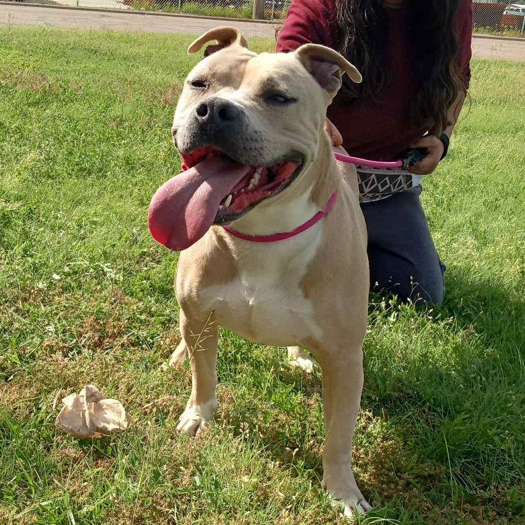 Renzo, Adoptable, Adult Male Pit Bull Terrier.