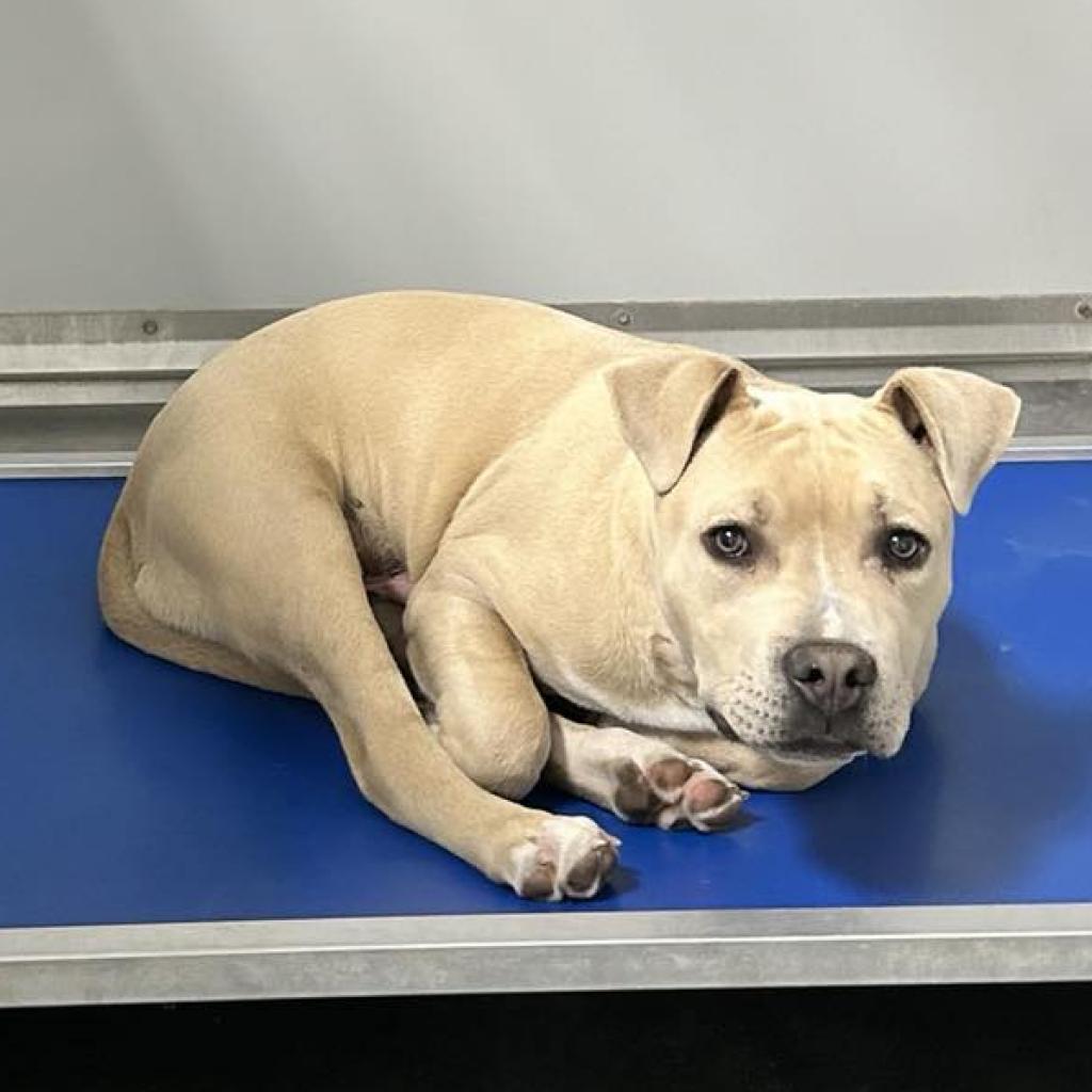 Enlarge Renzo, a Adoptable Pit Bull Terrier in Colorado Springs, CO image 2/3