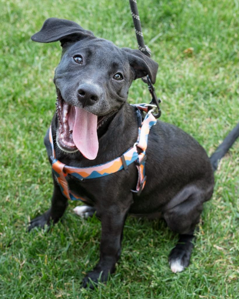 Enlarge Melanie, a Adoptable Staffordshire Bull Terrier in Boone, IA image 1/2