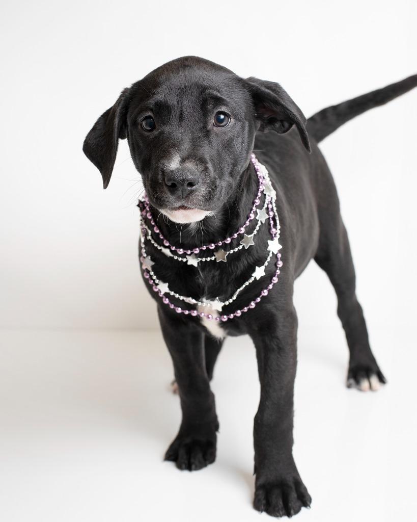 Melaine, Adoptable, Puppy Female Staffordshire Bull Terrier.