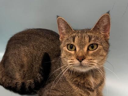 Michi, Adoptable, Young Female Domestic Short Hair & Domestic Short Hair.