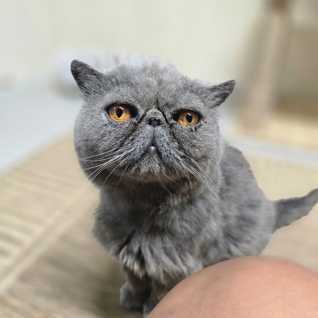 Enlarge Phoenix, a Adoptable Exotic Shorthair in Huntsville, AL image 1/3