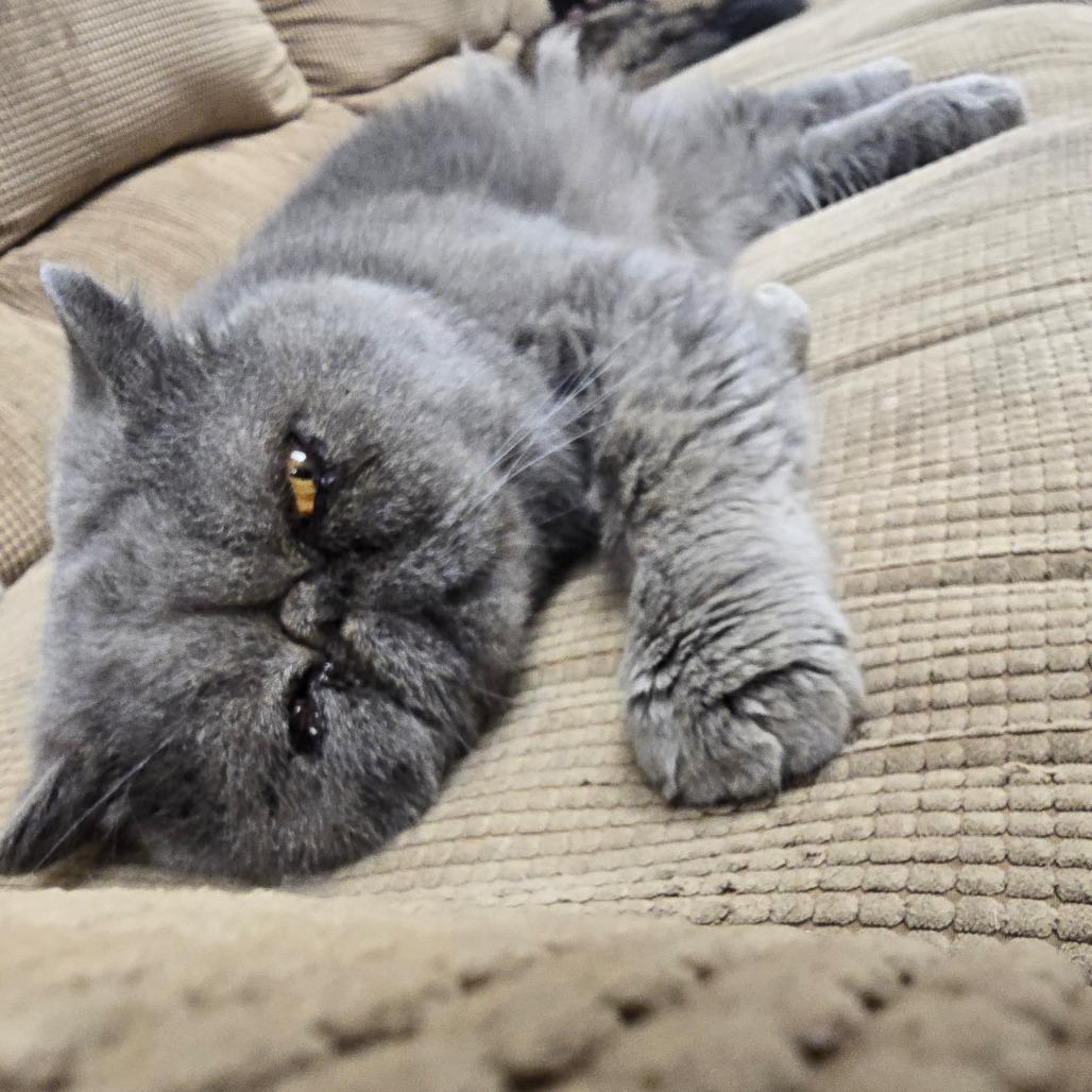Enlarge Phoenix, a Adoptable Exotic Shorthair in Huntsville, AL image 2/3