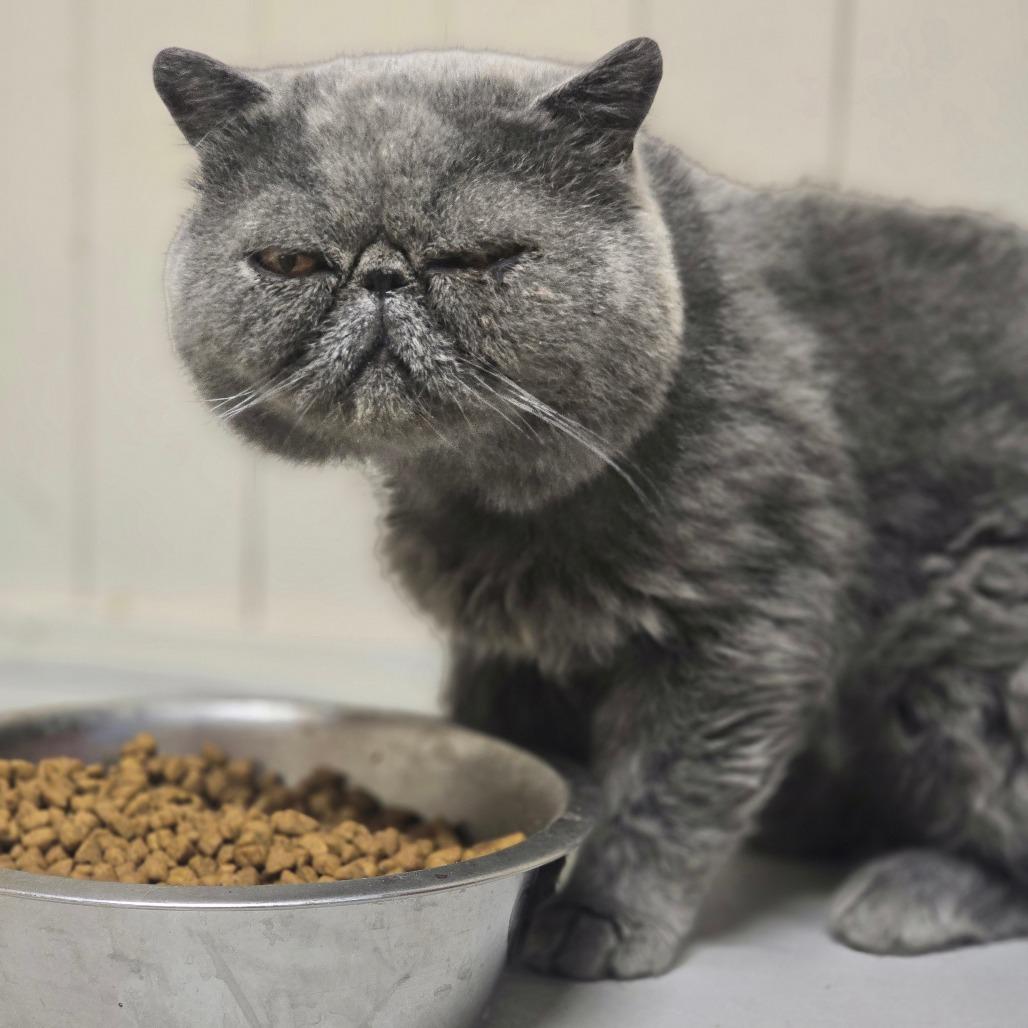 Enlarge Phoenix, a Adoptable Exotic Shorthair in Huntsville, AL image 3/3