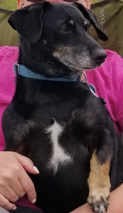 Enlarge Zoey, a Adopted Dachshund in Buffalo, NY image 2/4