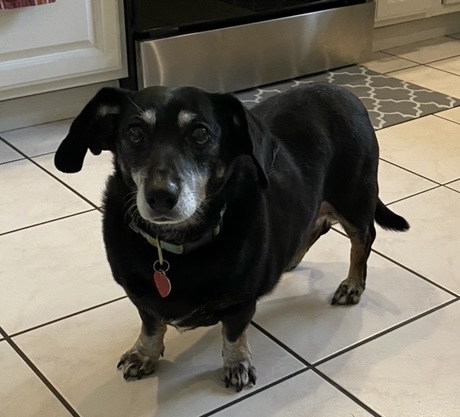 Enlarge Zoey, a Adopted Dachshund in Buffalo, NY image 1/4